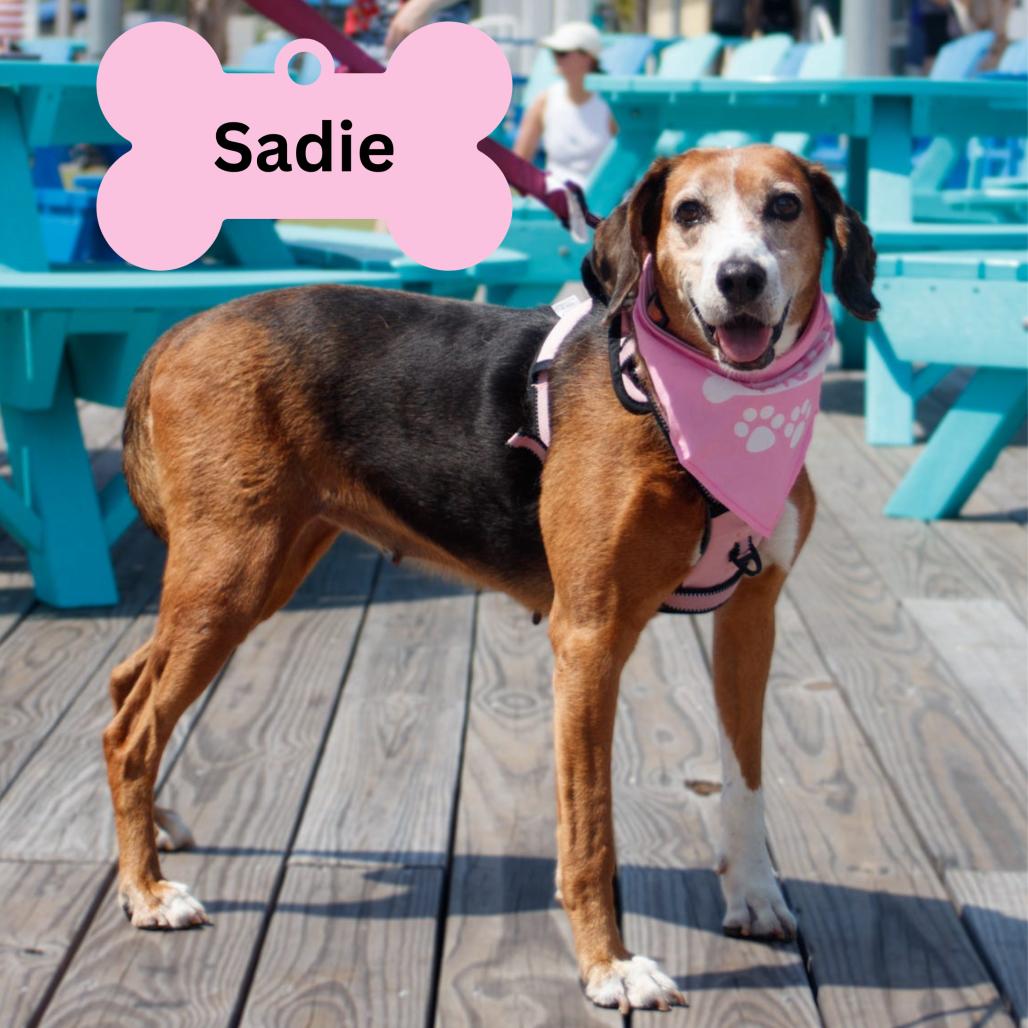 Queen (Sadie), Adoptable, Adult Female Hound.
