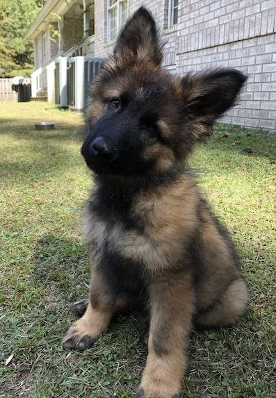 Teddy (Bear), Adopted, Puppy Male German Shepherd Dog.