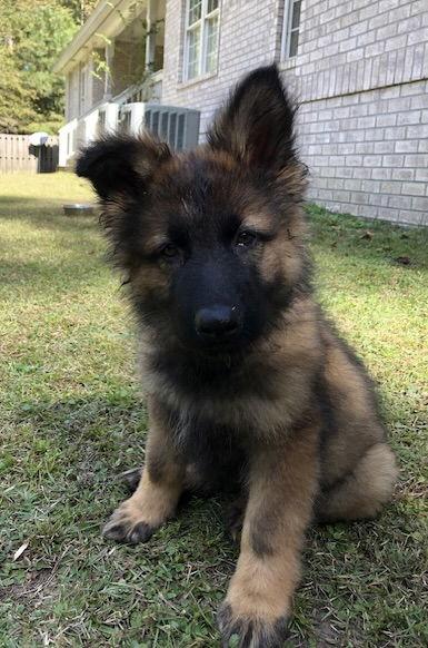 Enlarge Teddy (Bear), a Adopted German Shepherd Dog in Rocky Point, NC image 2/3