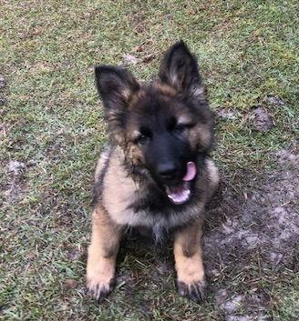 Enlarge Teddy (Bear), a Adopted German Shepherd Dog in Rocky Point, NC image 3/3