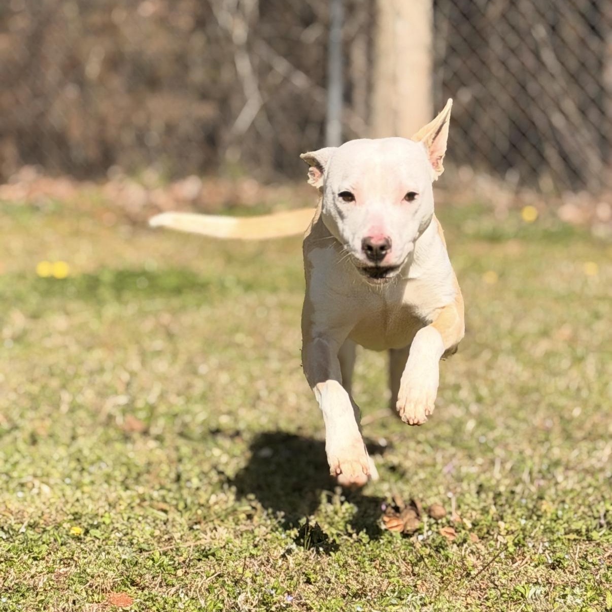 Enlarge Luna 11937, a ADOPTABLE Mixed Breed in Elberton, GA image 2/5