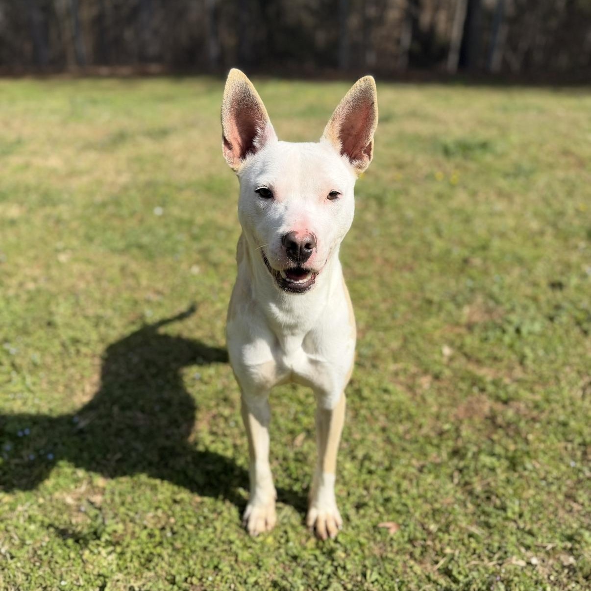 Luna 11937, ADOPTABLE, Young Female Mixed Breed.