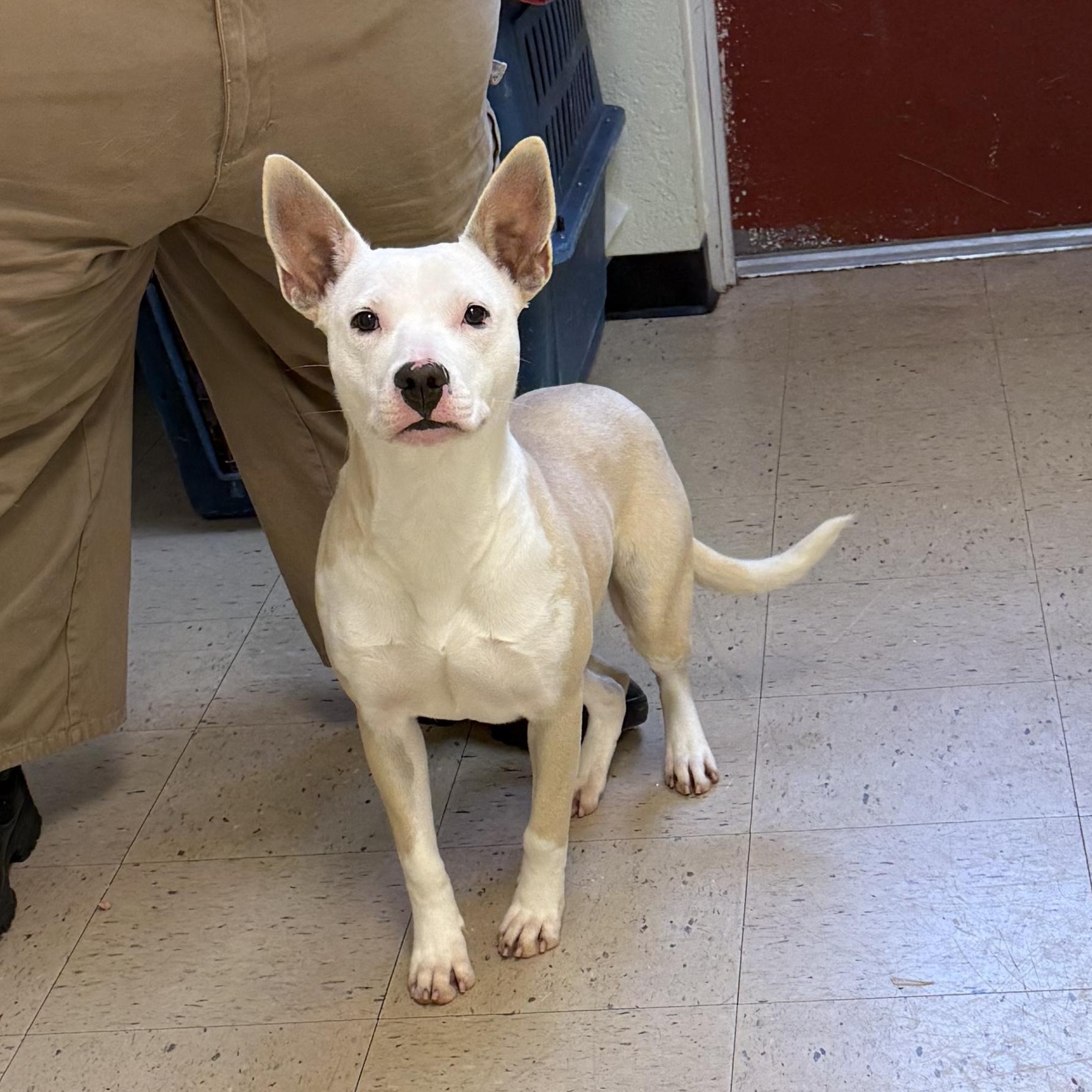 Enlarge Luna 11937, a ADOPTABLE Mixed Breed in Elberton, GA image 3/5