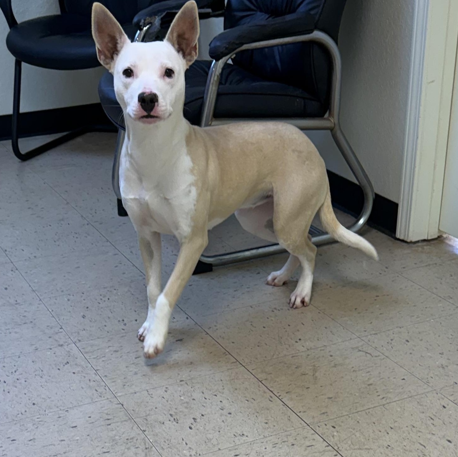 Enlarge Luna 11937, a ADOPTABLE Mixed Breed in Elberton, GA image 4/5