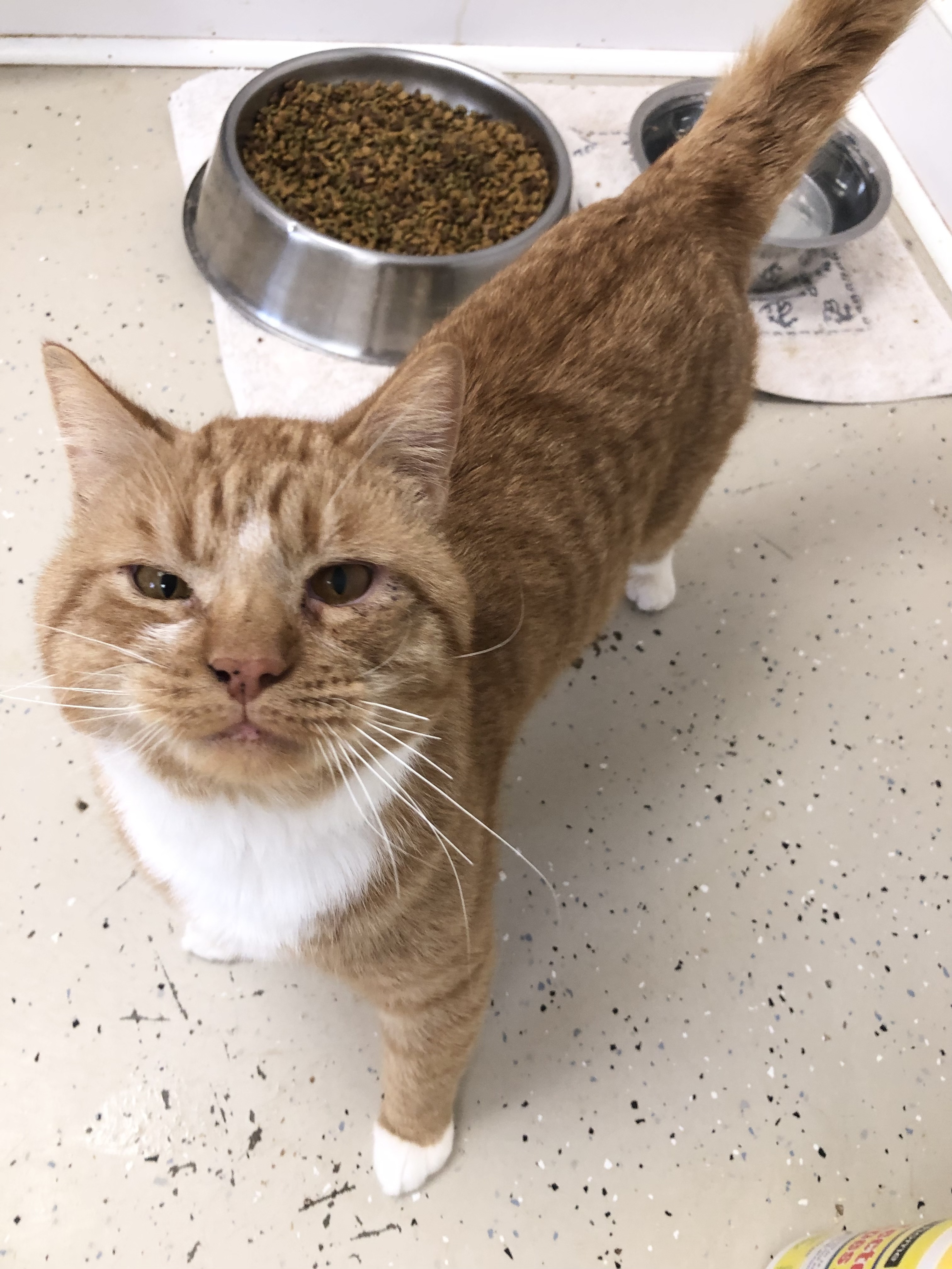 Enlarge Lane, a Adoptable Domestic Short Hair in Gouldsboro, PA image 1/2