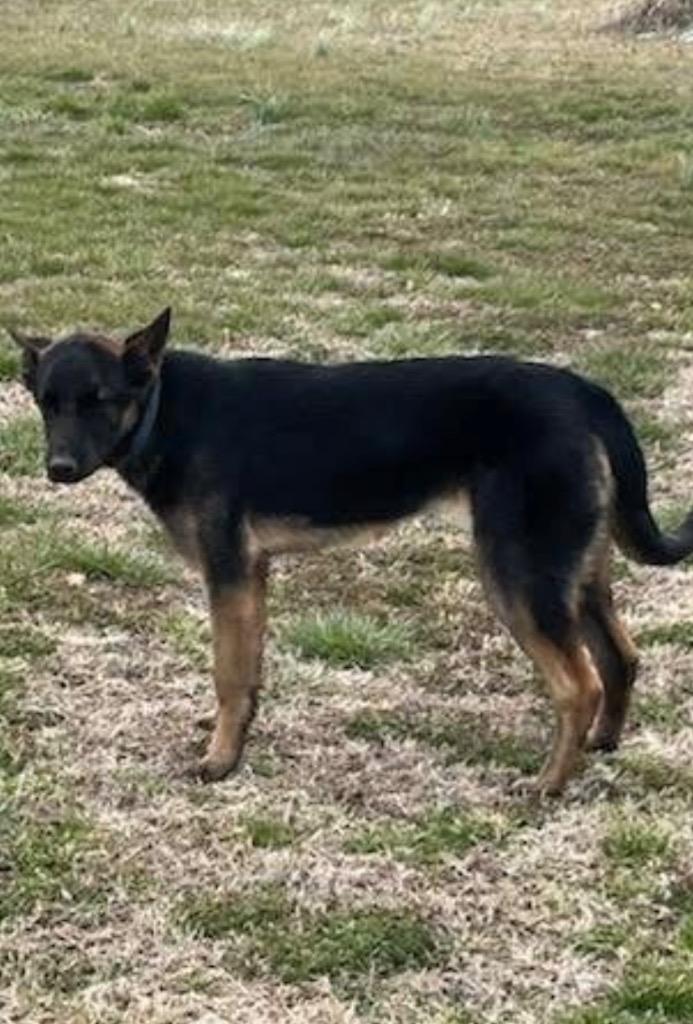 Enlarge Jessie, a Adoptable mixed breed in Shelbyville, TN image 1/1