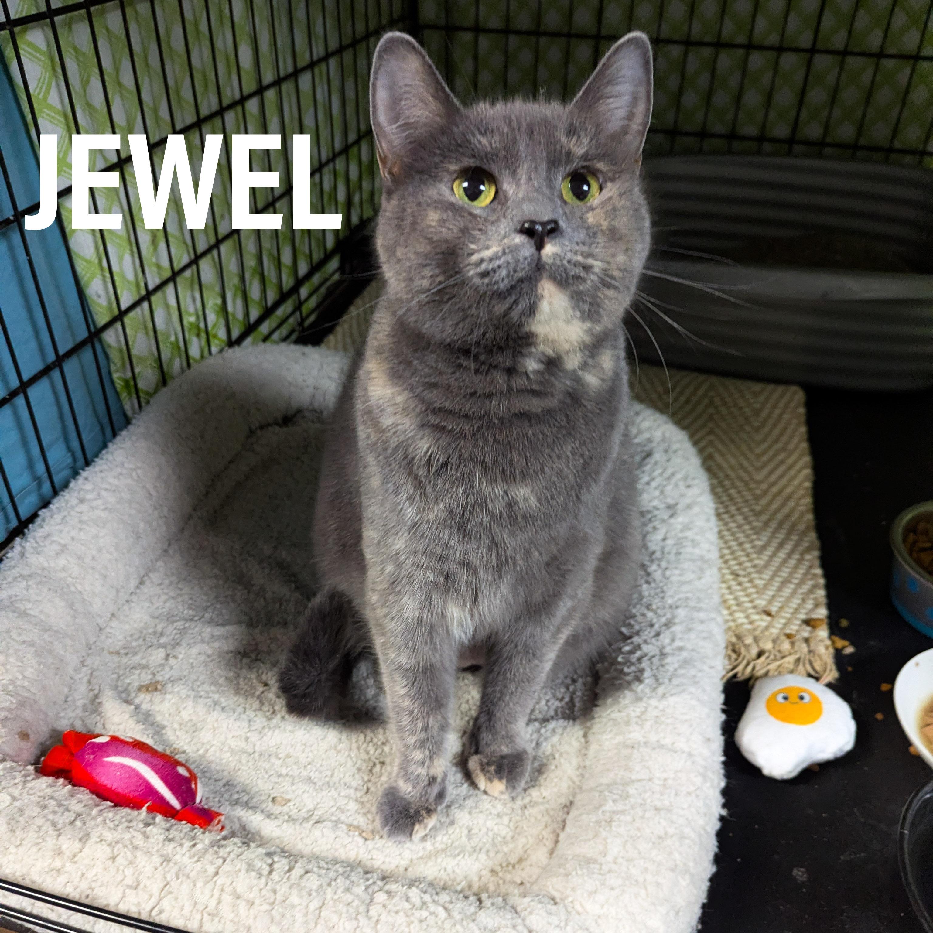 Enlarge JEWEL, a ADOPTABLE mixed breed in Valparaiso , IN image 4/4
