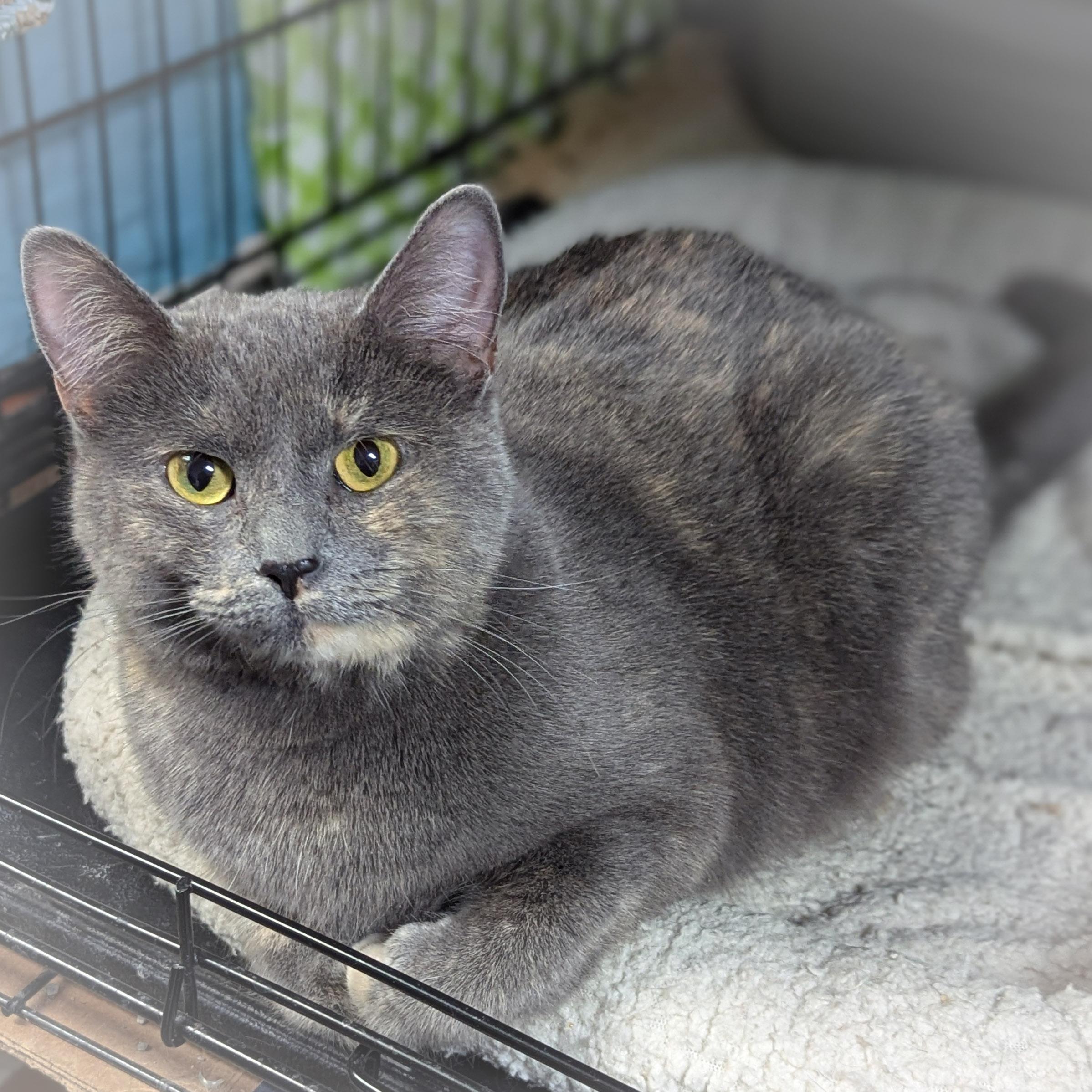 Enlarge JEWEL, a ADOPTABLE mixed breed in Valparaiso , IN image 3/4