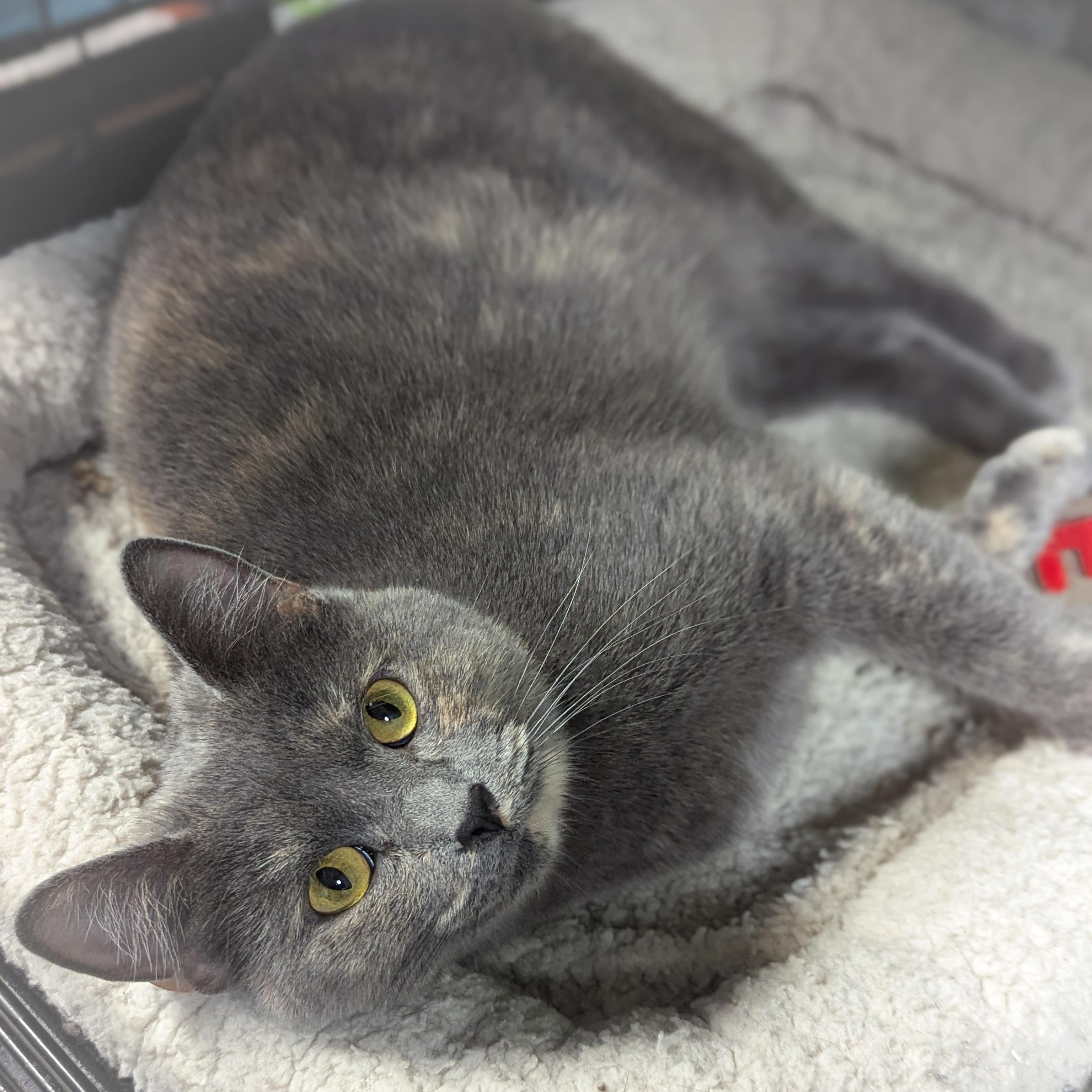 Enlarge JEWEL, a ADOPTABLE mixed breed in Valparaiso , IN image 2/4