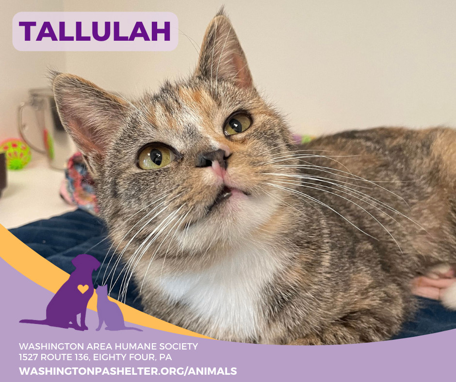 Tallulah, an adopted Torbie in Eighty Four, PA_image-1