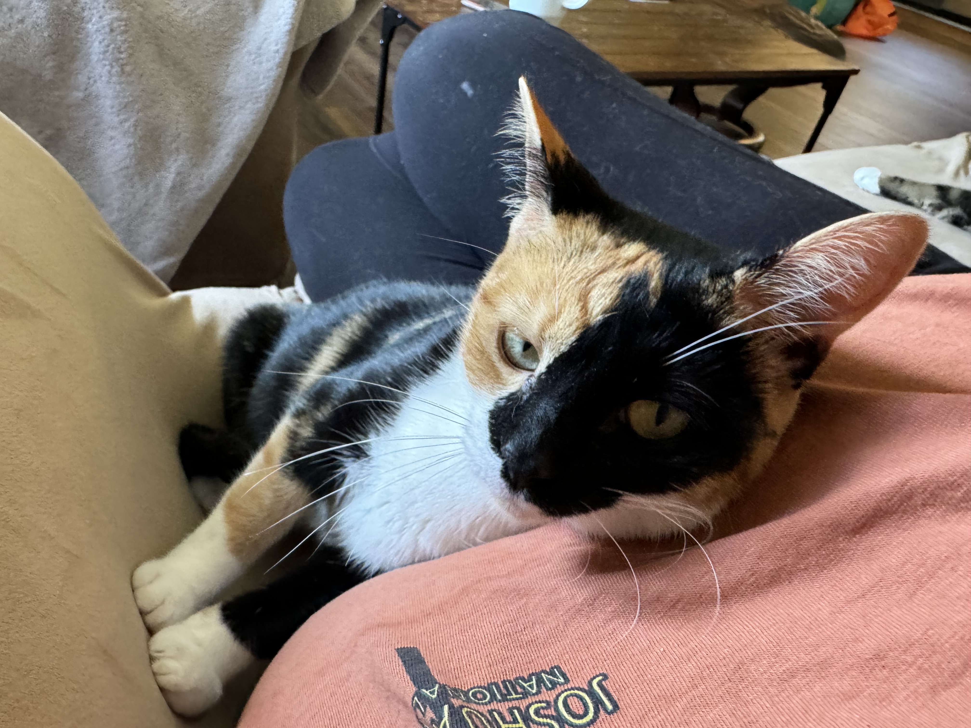 Enlarge Gretchen Wilson, a Adopted Domestic Short Hair in Mechanicsville, MD image 2/4