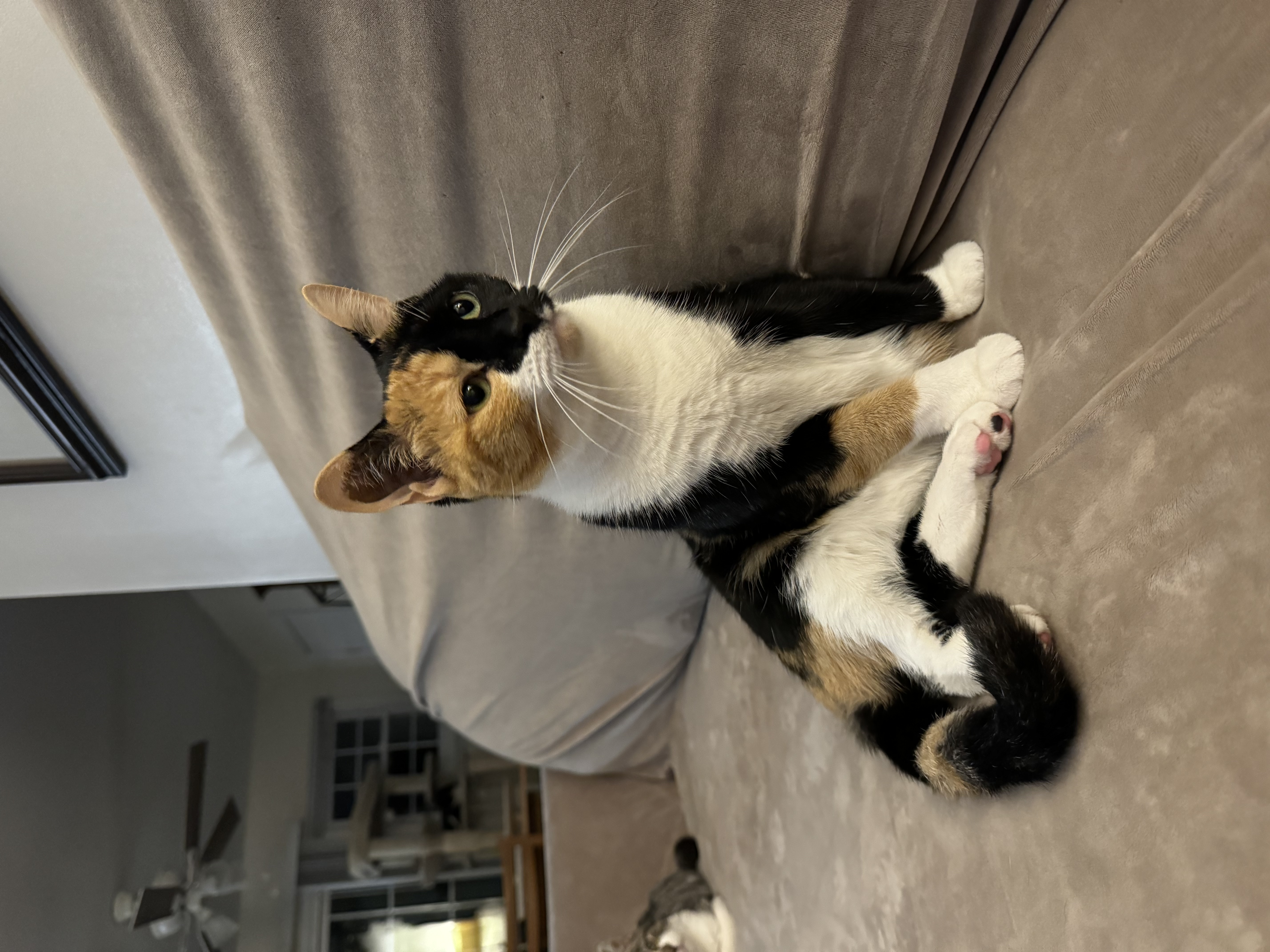 Enlarge Gretchen Wilson, a Adopted Domestic Short Hair in Mechanicsville, MD image 3/4