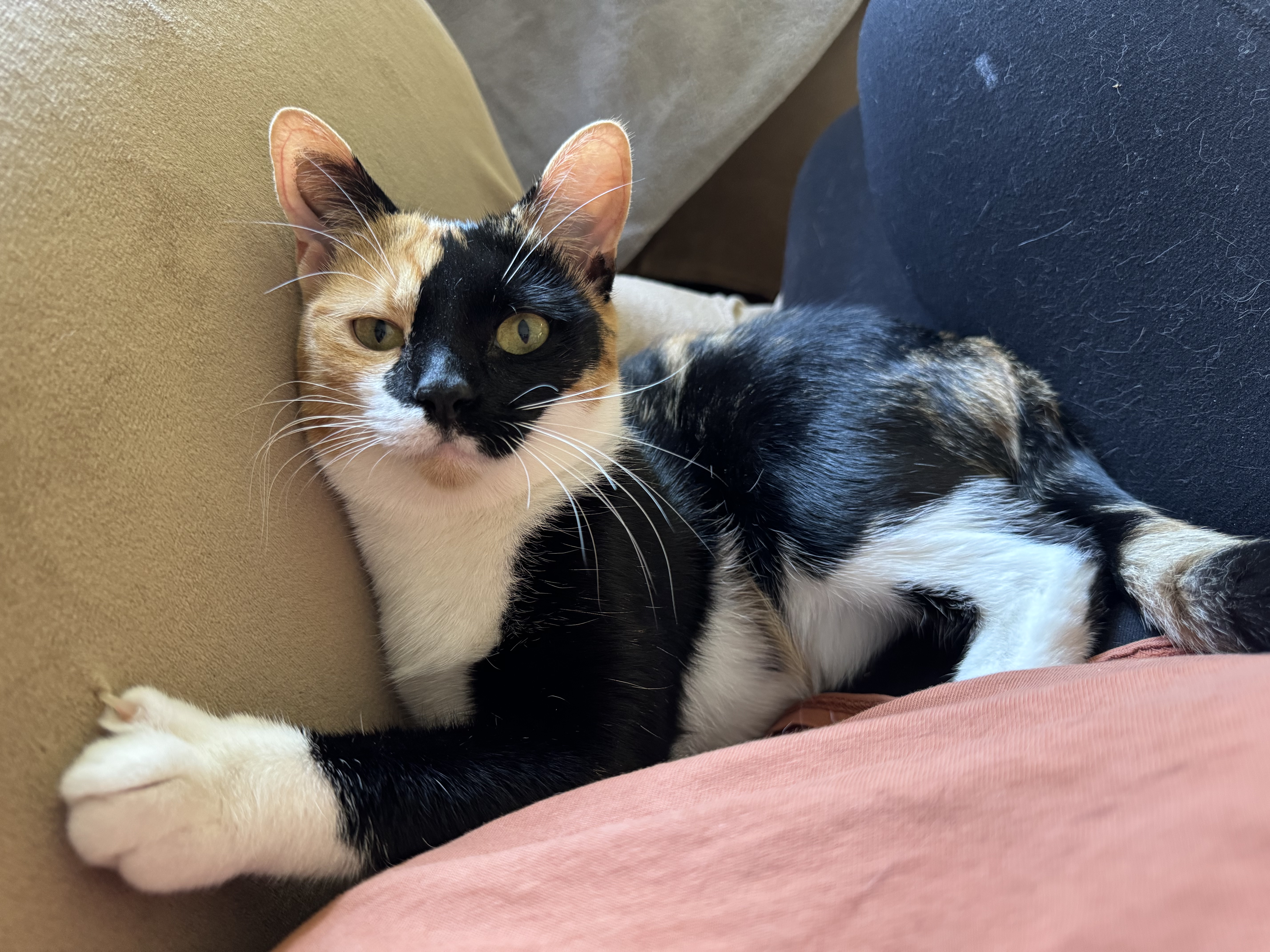 Enlarge Gretchen Wilson, a Adopted Domestic Short Hair in Mechanicsville, MD image 4/4