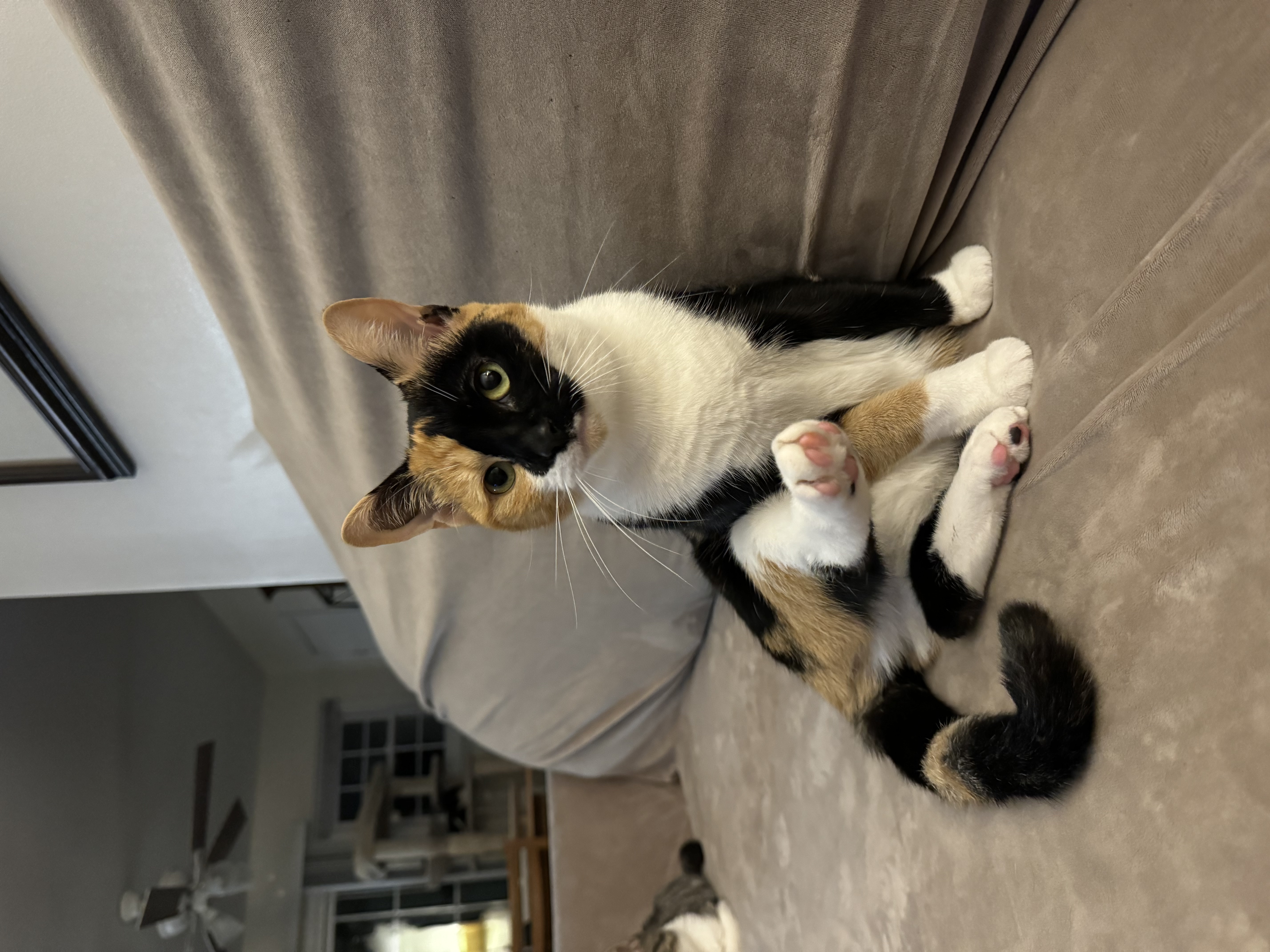 Enlarge Gretchen Wilson, a Adopted Domestic Short Hair in Mechanicsville, MD image 1/4