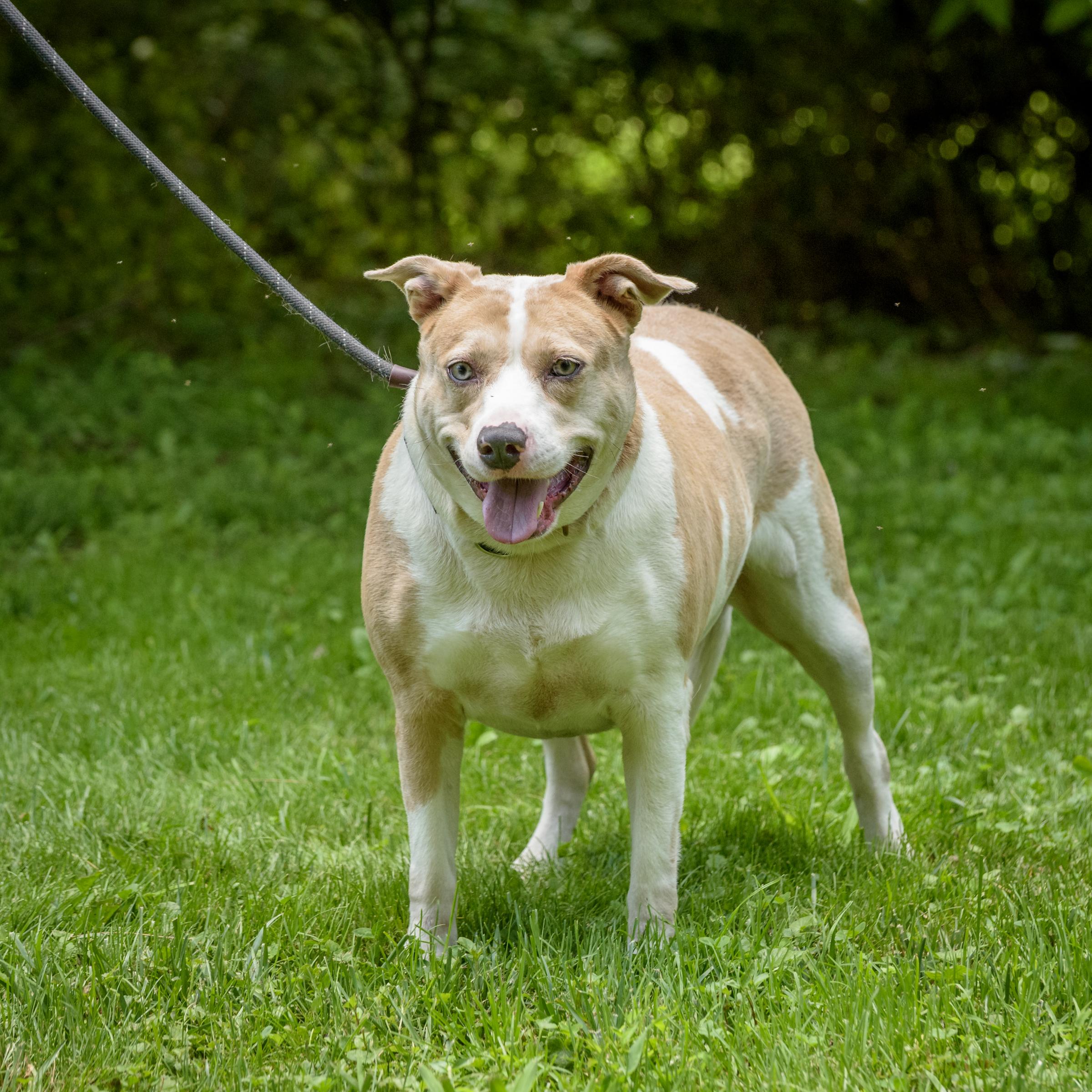 Enlarge Mia, a Adoptable mixed breed in Lambertville, NJ image 7/11