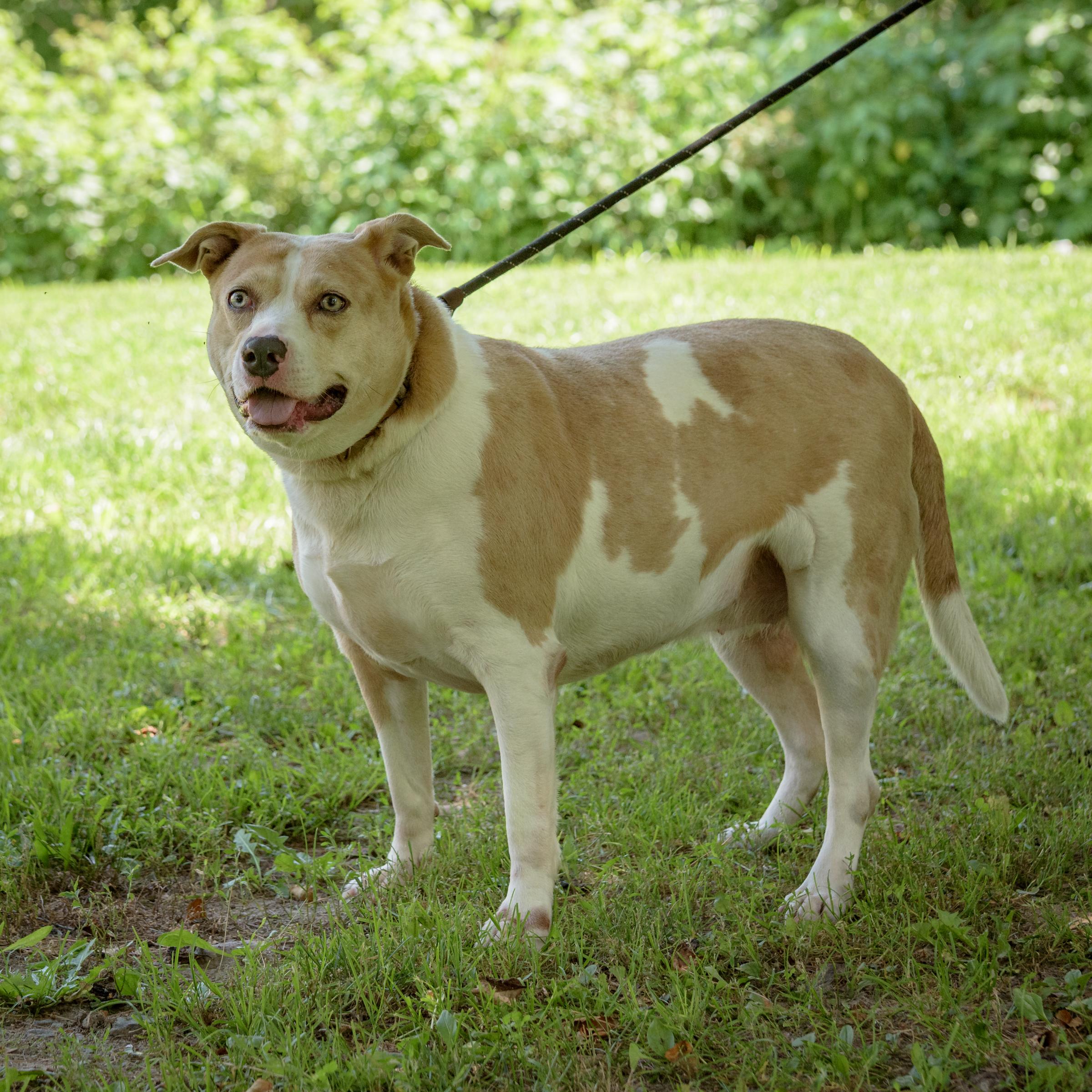 Enlarge Mia, a Adoptable mixed breed in Lambertville, NJ image 8/11