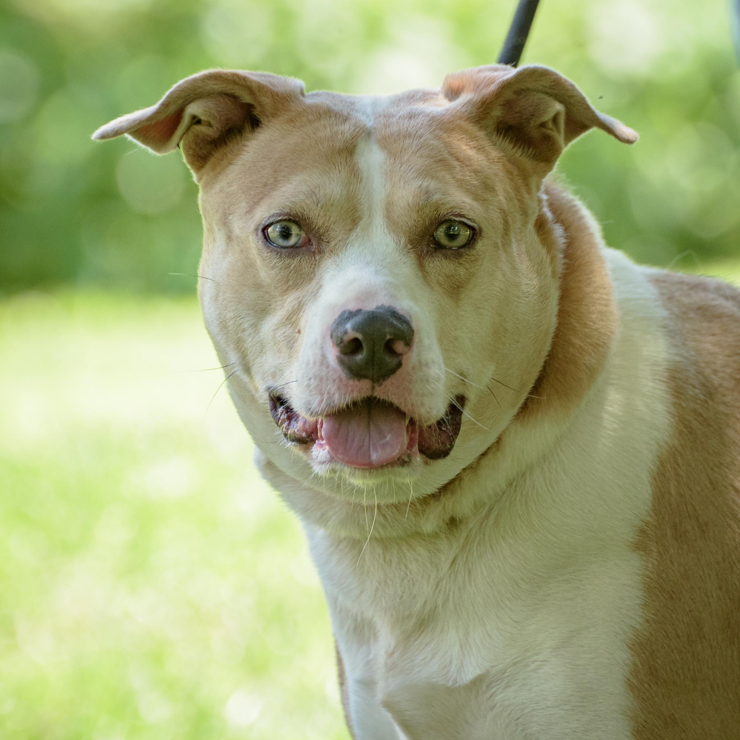 Enlarge Mia, a Adoptable mixed breed in Lambertville, NJ image 4/11
