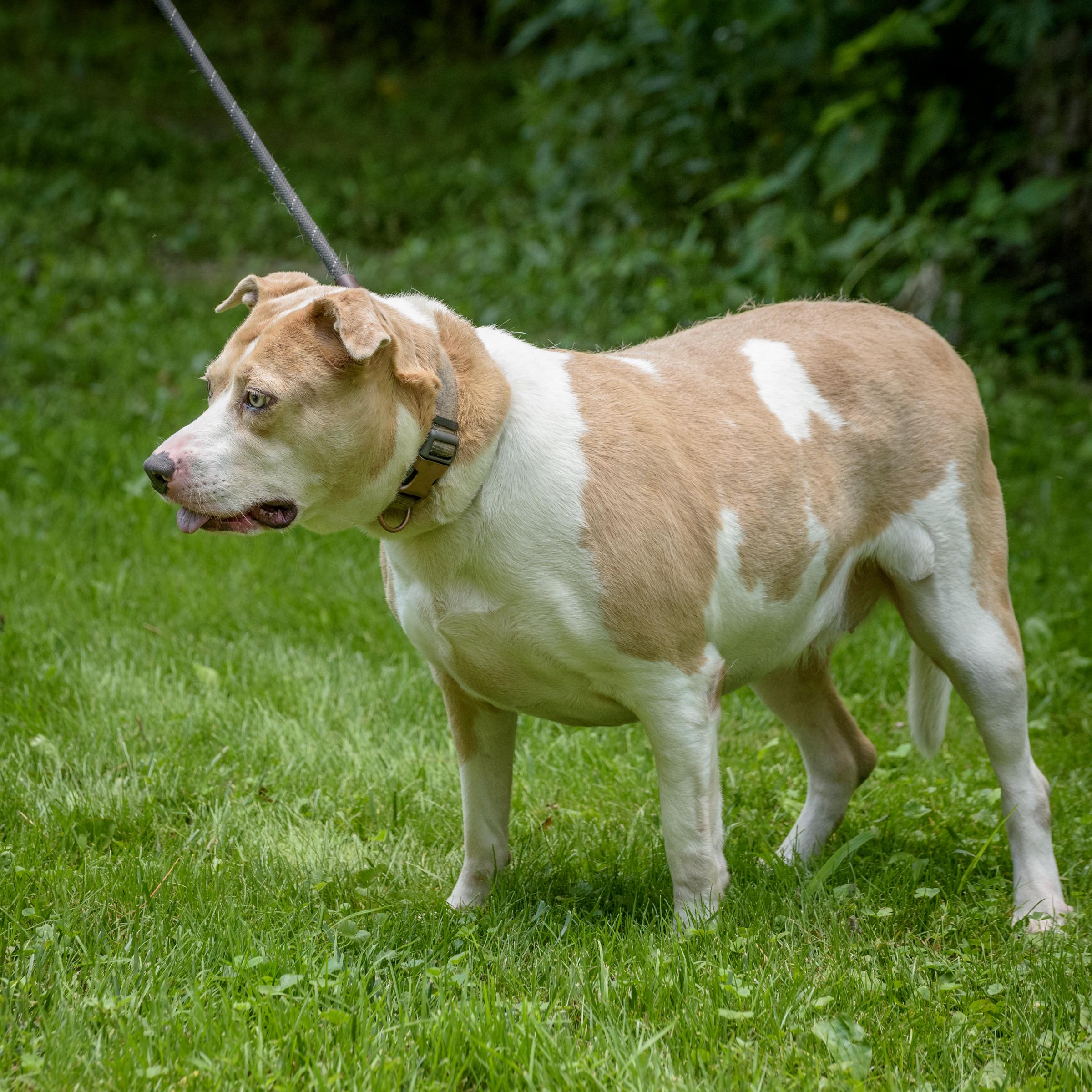 Enlarge Mia, a Adoptable mixed breed in Lambertville, NJ image 11/11