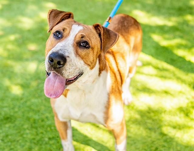 CHANCE, Adoptable, Young Male Foxhound & Mixed Breed.