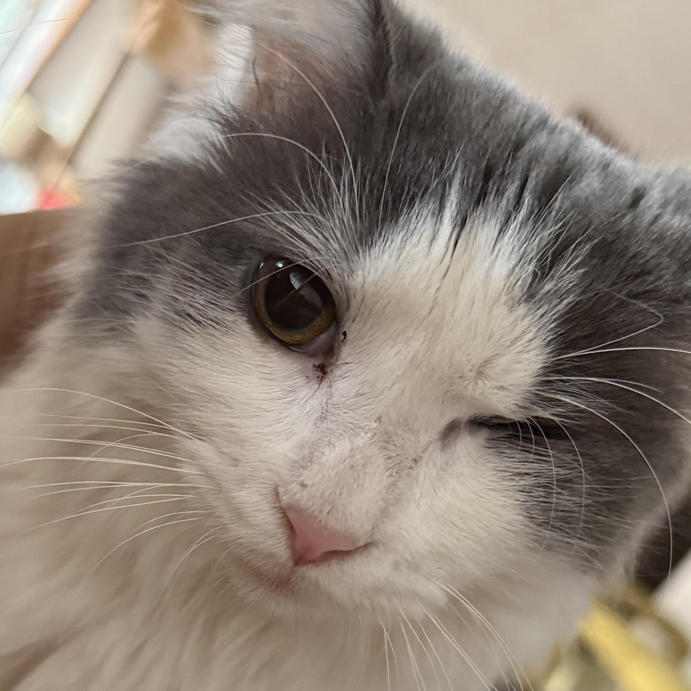 Enlarge Tink, a ADOPTABLE Domestic Long Hair in Asheville, NC image 1/4