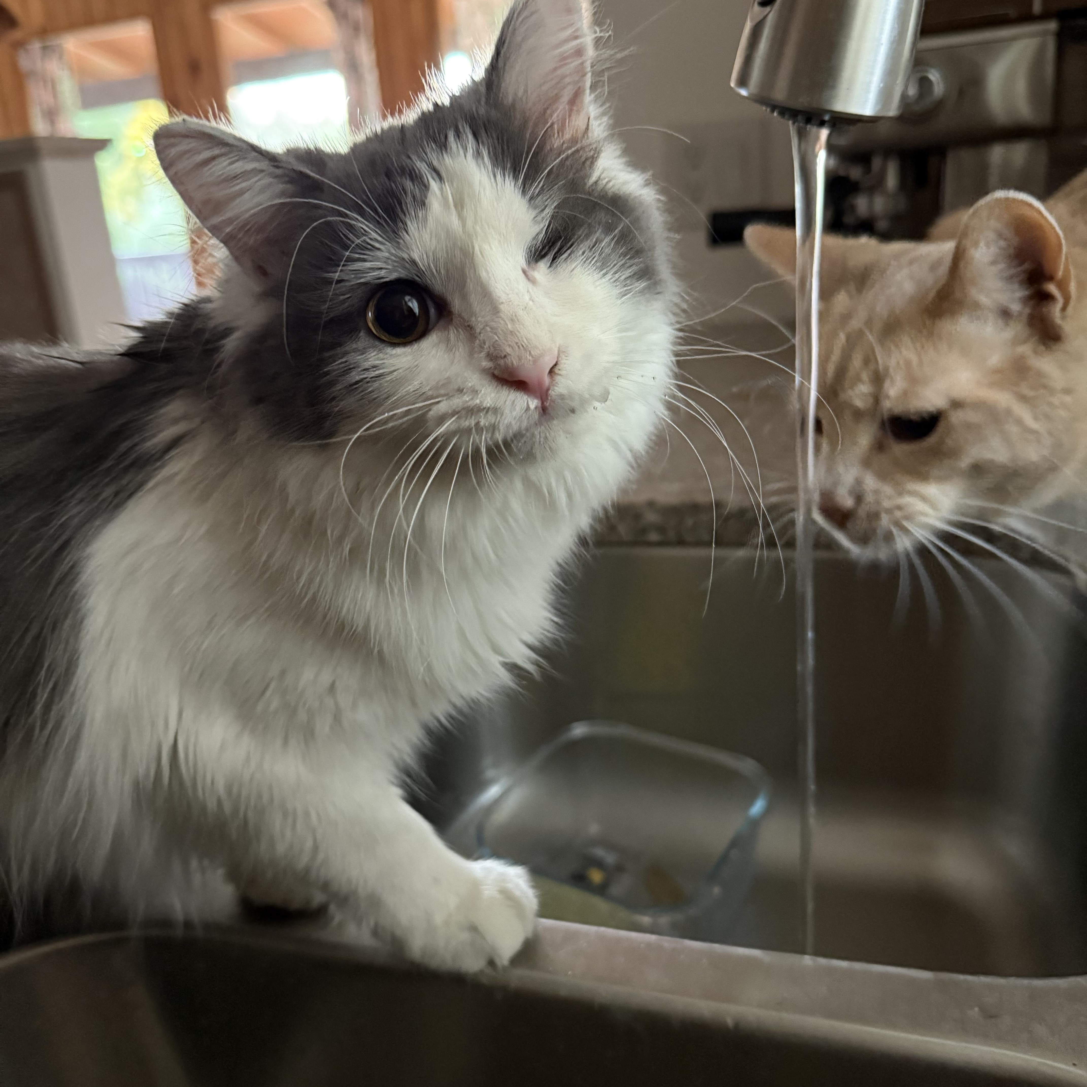 Enlarge Tink, a ADOPTABLE Domestic Long Hair in Asheville, NC image 2/4