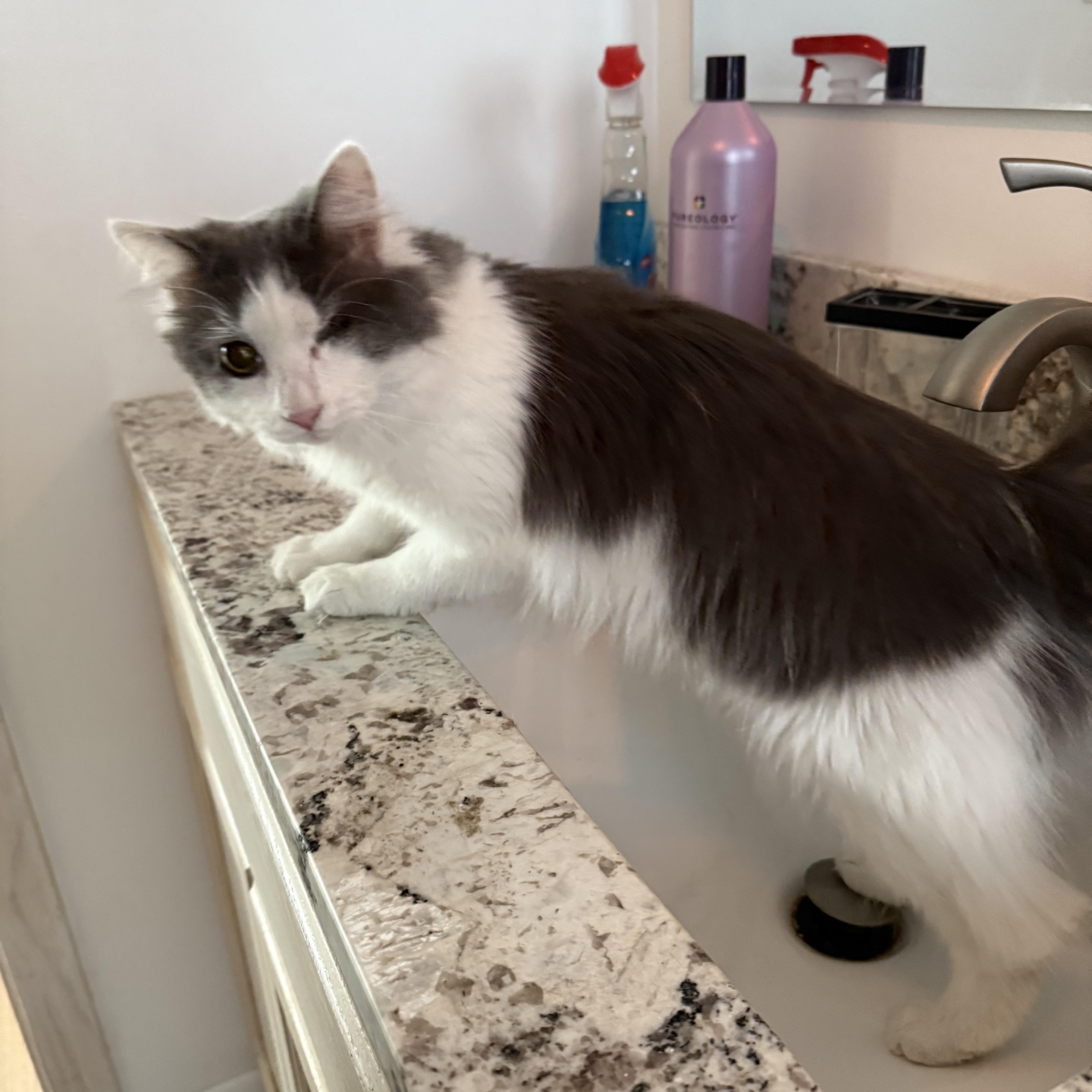 Enlarge Tink, a ADOPTABLE Domestic Long Hair in Asheville, NC image 3/4