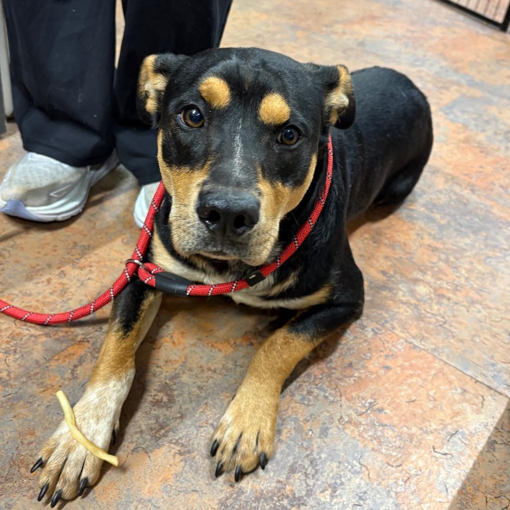 Willie, Adoptable, Adult Male Shepherd.