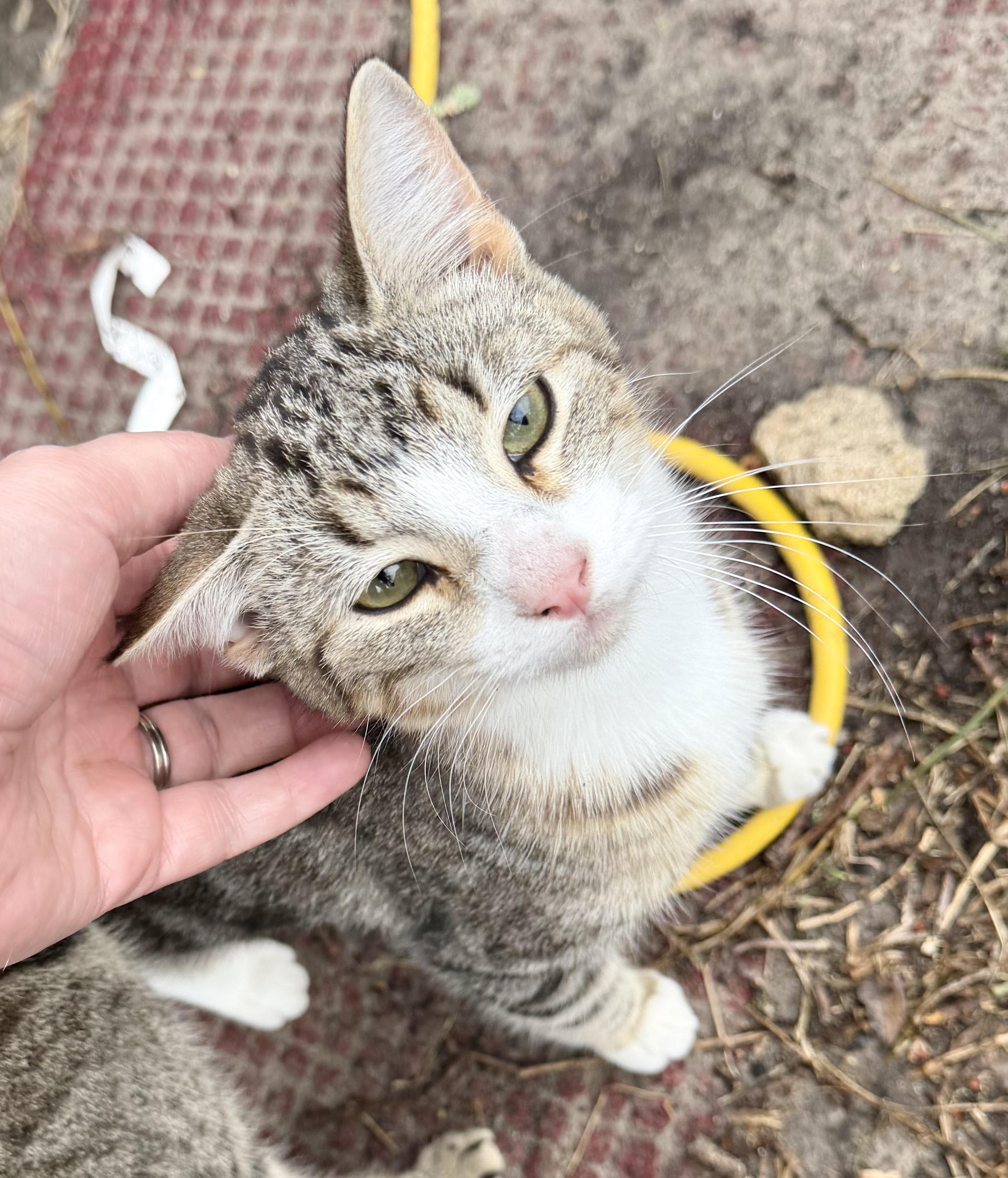 Enlarge WAFFLE, a Adoptable Domestic Short Hair in Somerville, TX image 1/1