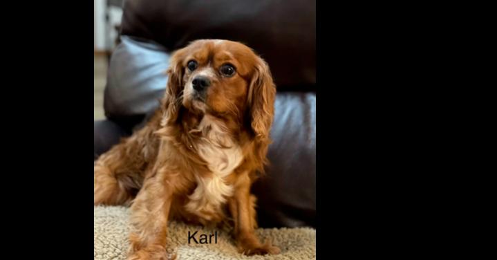 Cavalier King Charles-Karlton, Adoptable, Adult Male Cavalier King Charles Spaniel.
