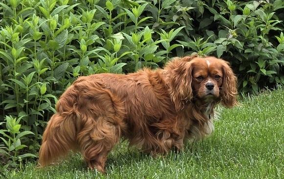 Cavalier King Charles-Karlton, a Adoptable Cavalier King Charles Spaniel in Omaha, NE image 2/4