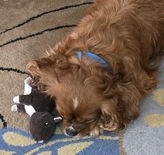 Cavalier King Charles-Karlton, a Adoptable Cavalier King Charles Spaniel in Omaha, NE image 3/5
