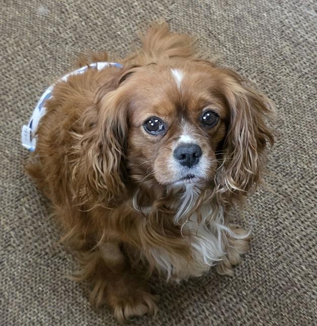 Cavalier King Charles-Karlton, a Adoptable Cavalier King Charles Spaniel in Omaha, NE image 3/4