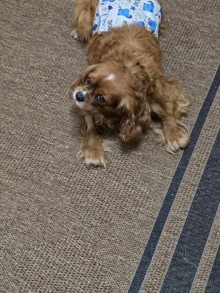 Cavalier King Charles-Karlton, a Adoptable Cavalier King Charles Spaniel in Omaha, NE image 4/4