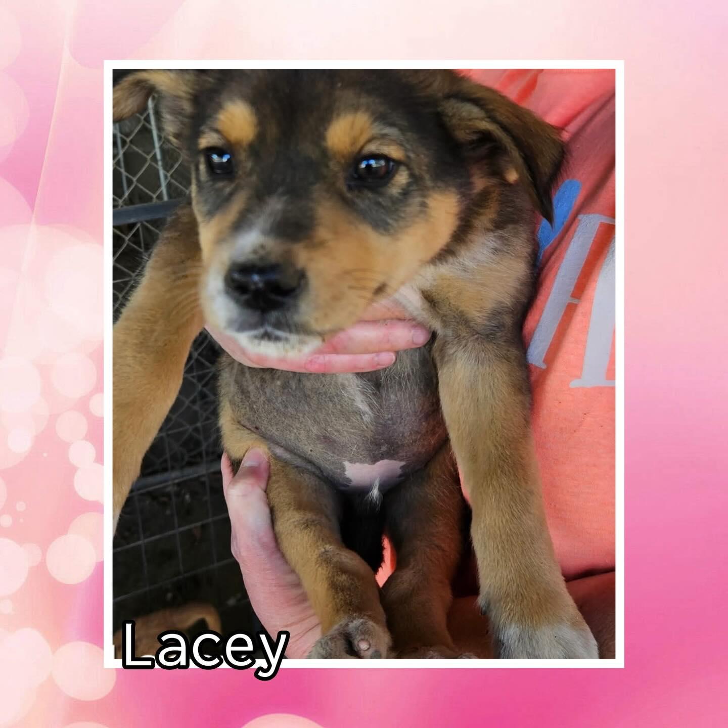 Lacey, Adoptable, Young Female Australian Cattle Dog / Blue Heeler & Retriever.