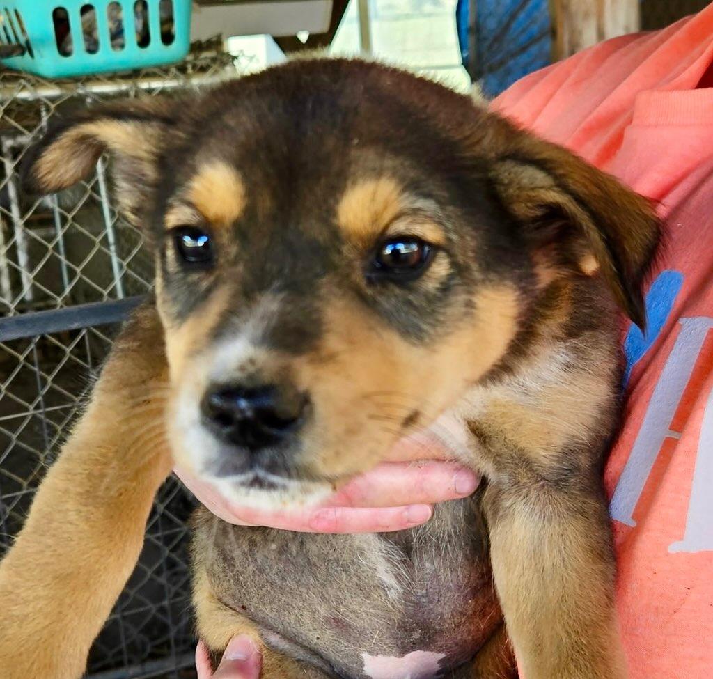 Lacey, a Adoptable mixed breed in Raleigh, NC image 3/4
