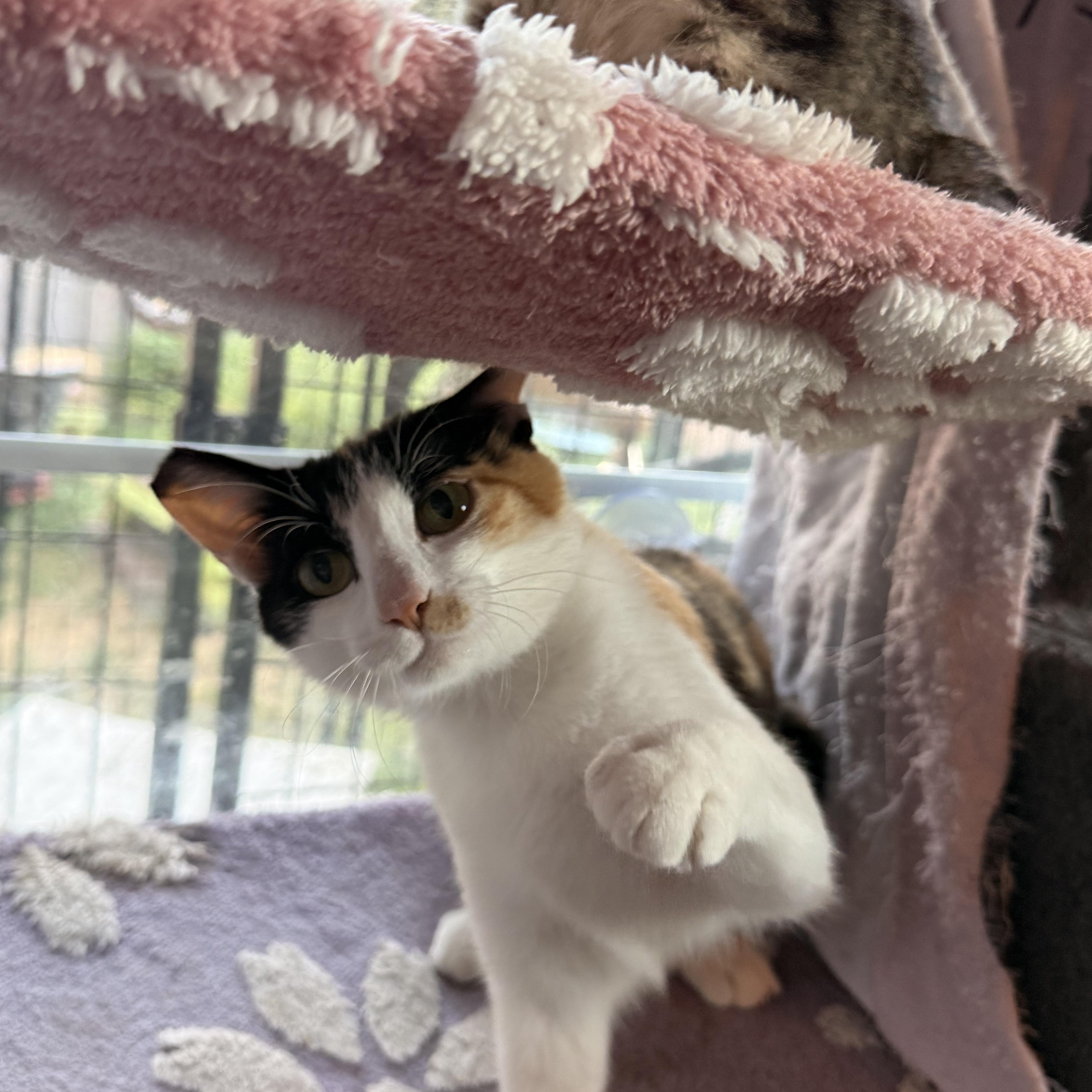 Miss Honey, a ADOPTABLE Domestic Short Hair in The Dalles, OR image 2/3