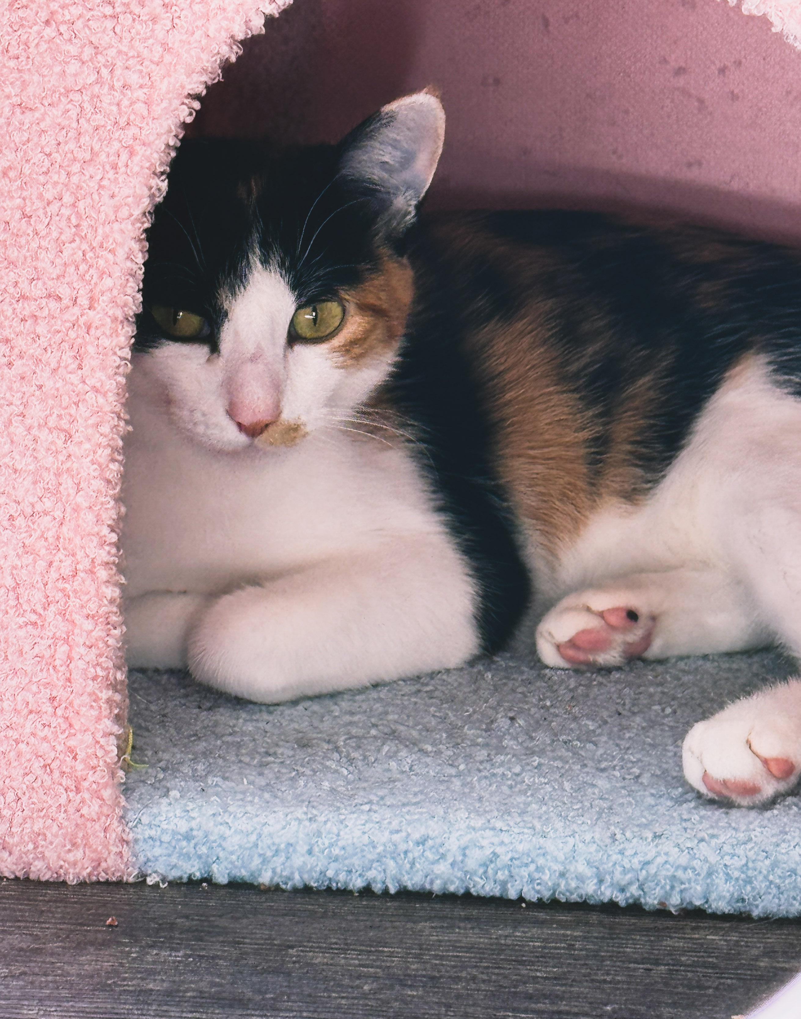 Miss Honey, ADOPTABLE, Young Female Domestic Short Hair.