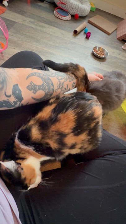 Enlarge Miss Honey, a Adoptable Domestic Short Hair in The Dalles, OR video 2/4