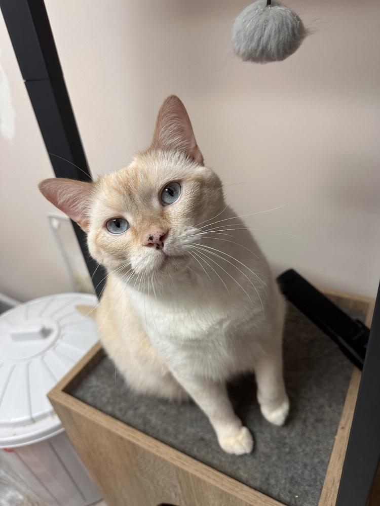Enlarge Jasper, a Adoptable Siamese in Greensburg, PA image 1/3