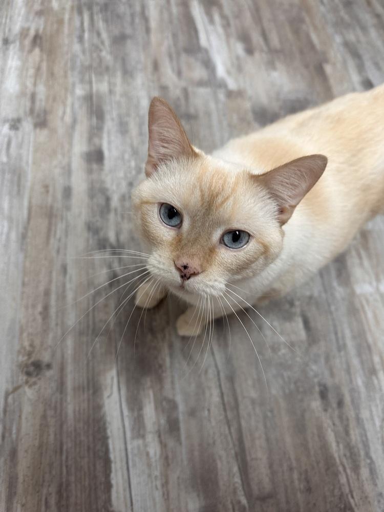 Enlarge Jasper, a Adoptable Siamese in Greensburg, PA image 2/3