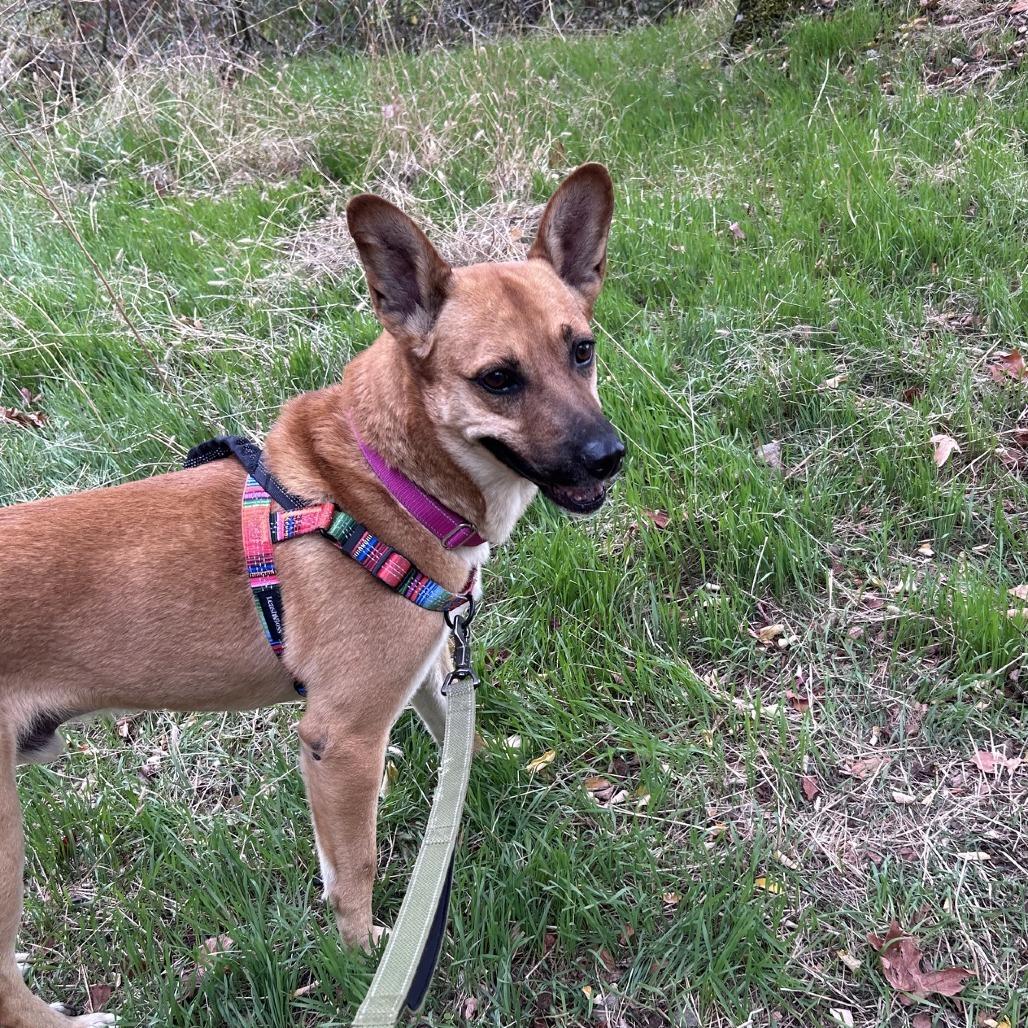 Enlarge Clarence, a Adoptable mixed breed in Bend, OR image 1/6