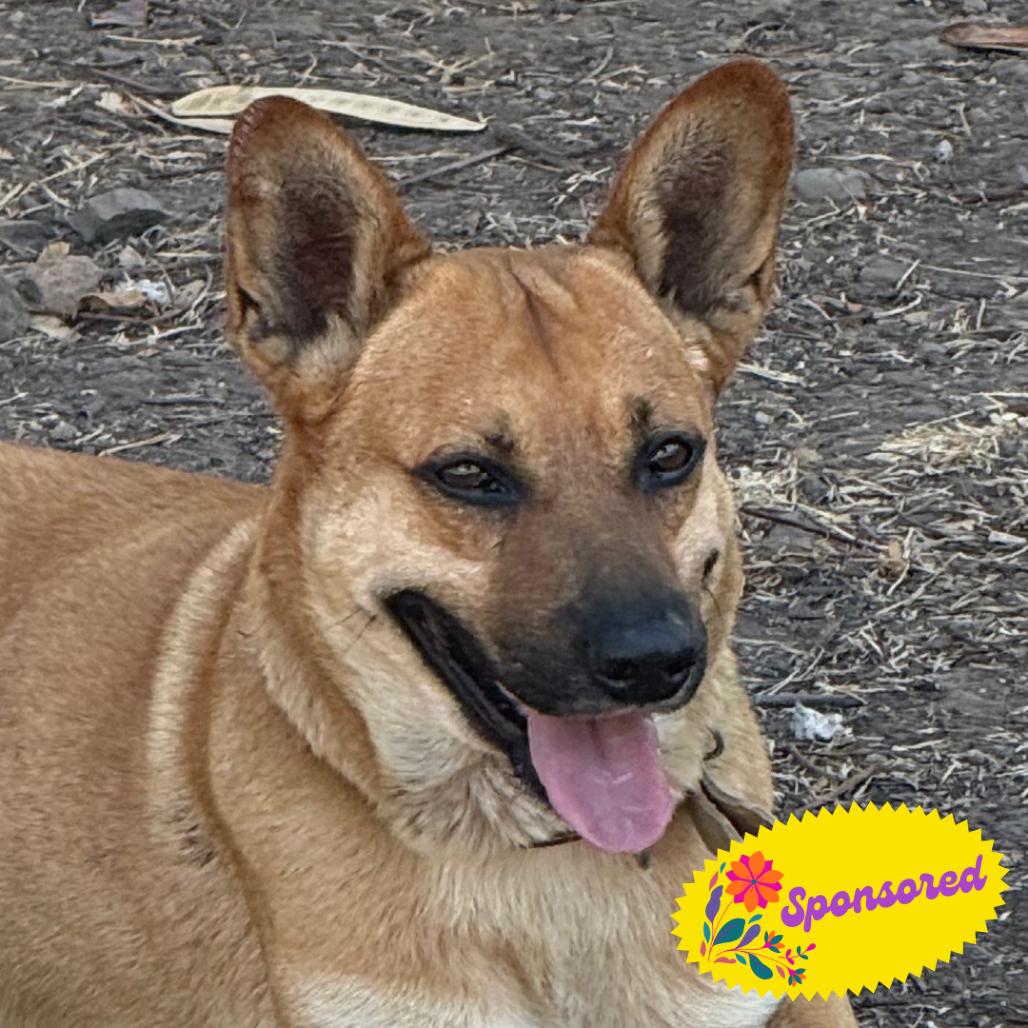 Enlarge Clarence, a Adoptable mixed breed in Bend, OR image 2/6