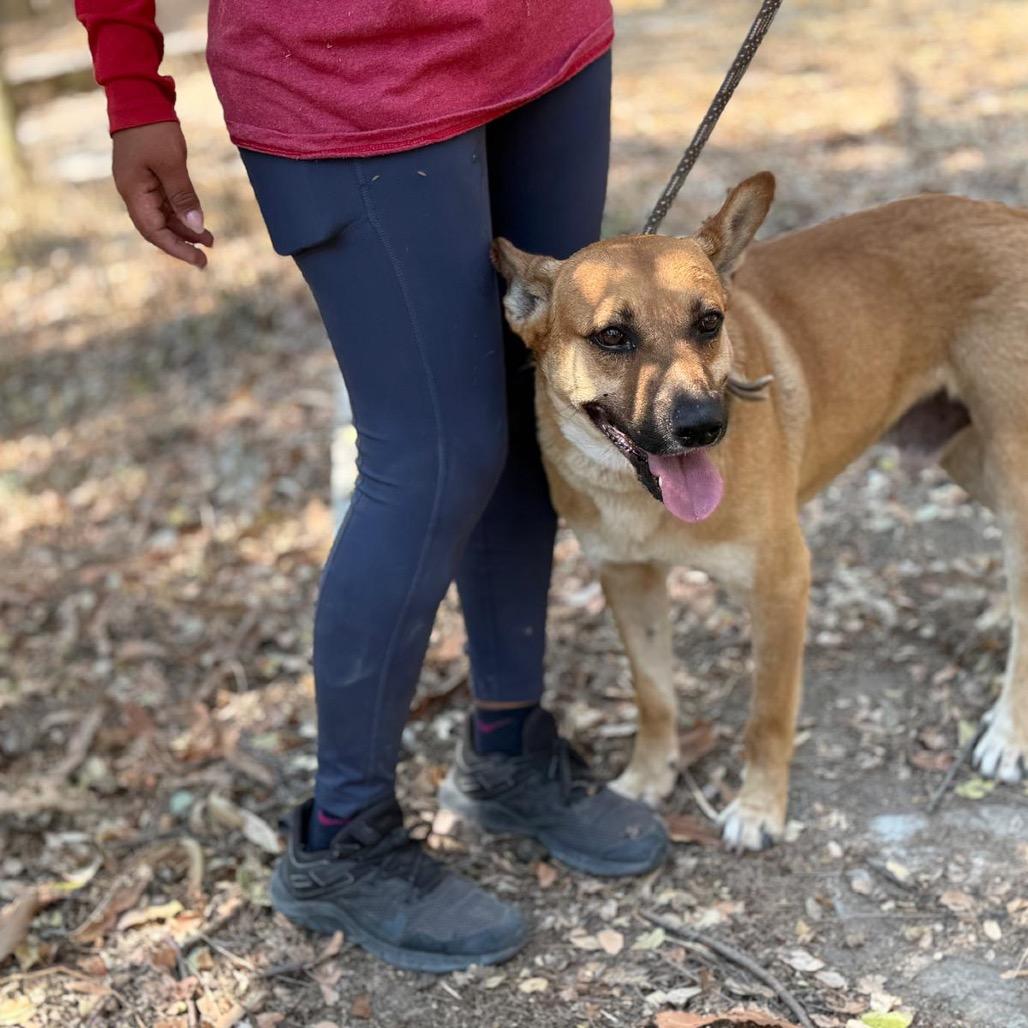 Enlarge Clarence, a Adoptable mixed breed in Bend, OR image 3/6