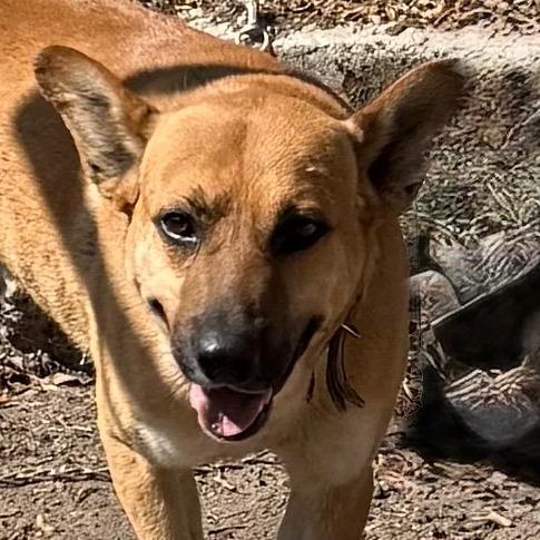 Enlarge Clarence, a Adoptable mixed breed in Bend, OR image 4/6