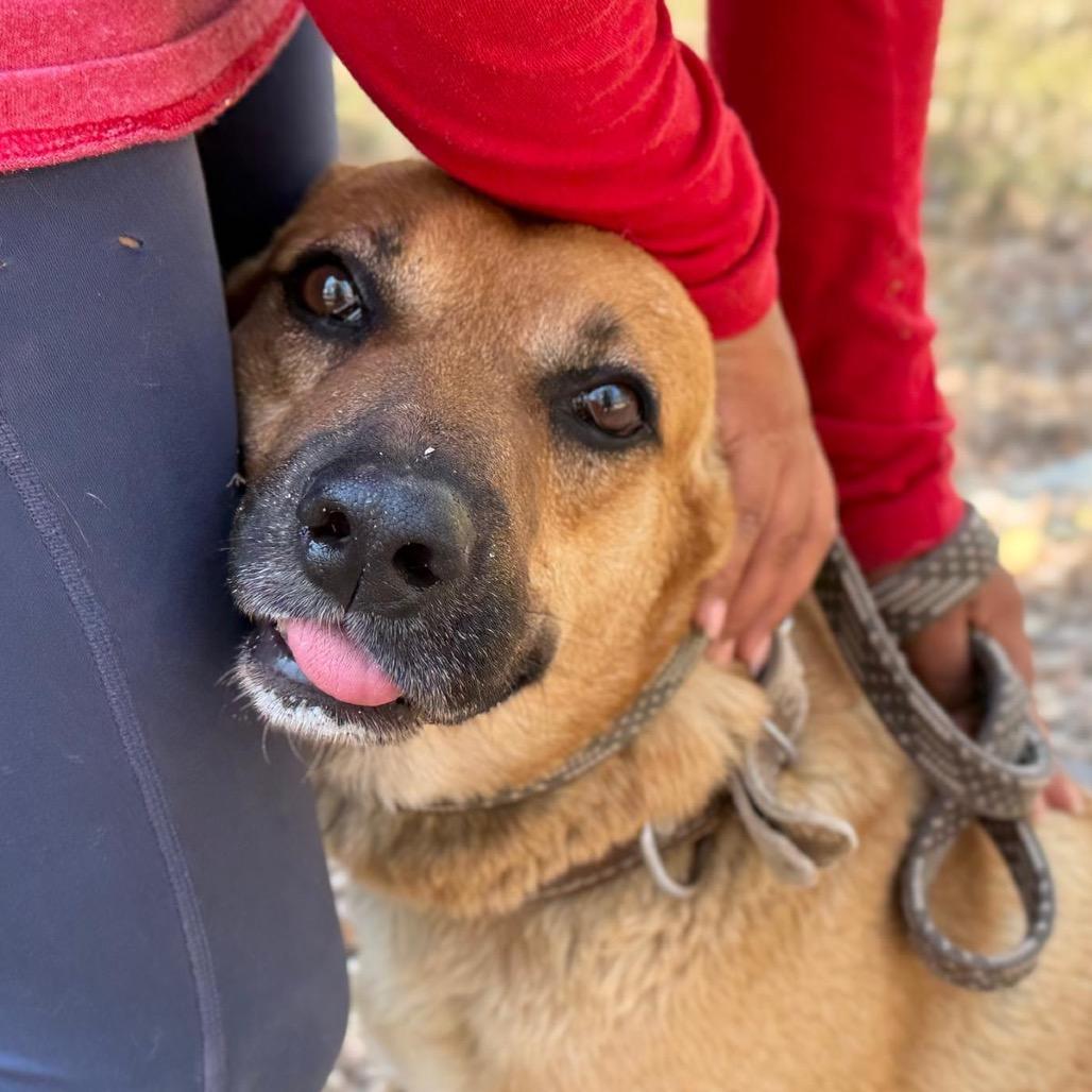 Enlarge Clarence, a Adoptable mixed breed in Bend, OR image 5/6