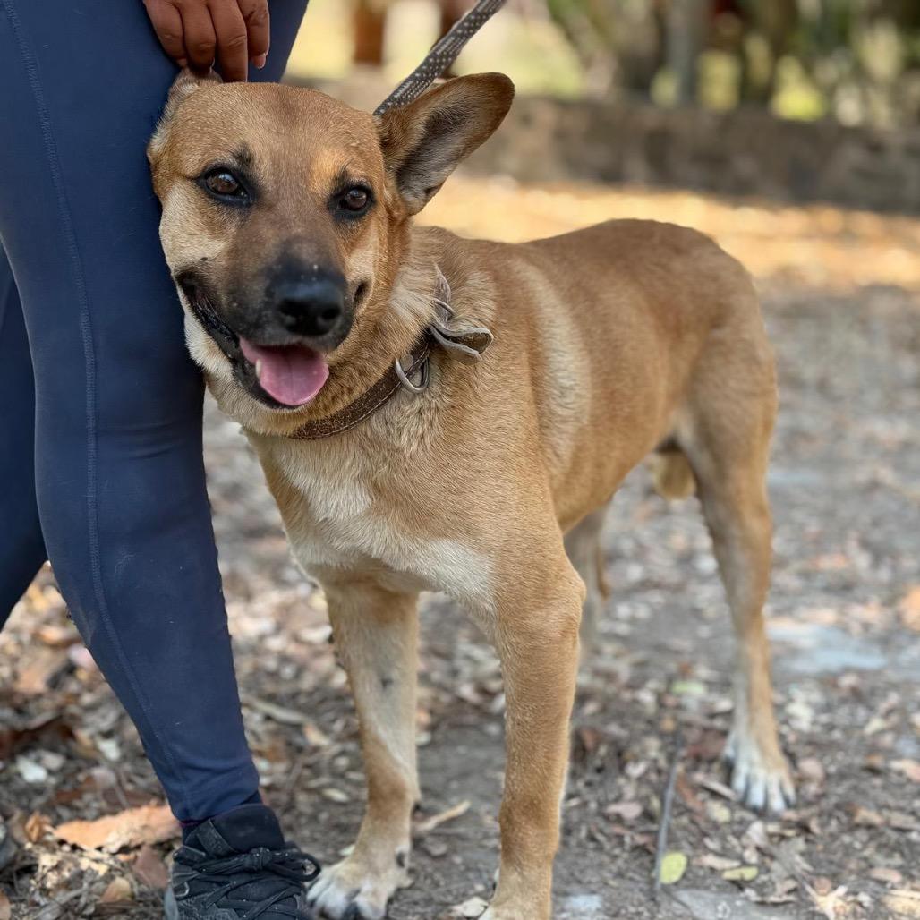 Enlarge Clarence, a Adoptable mixed breed in Bend, OR image 6/6