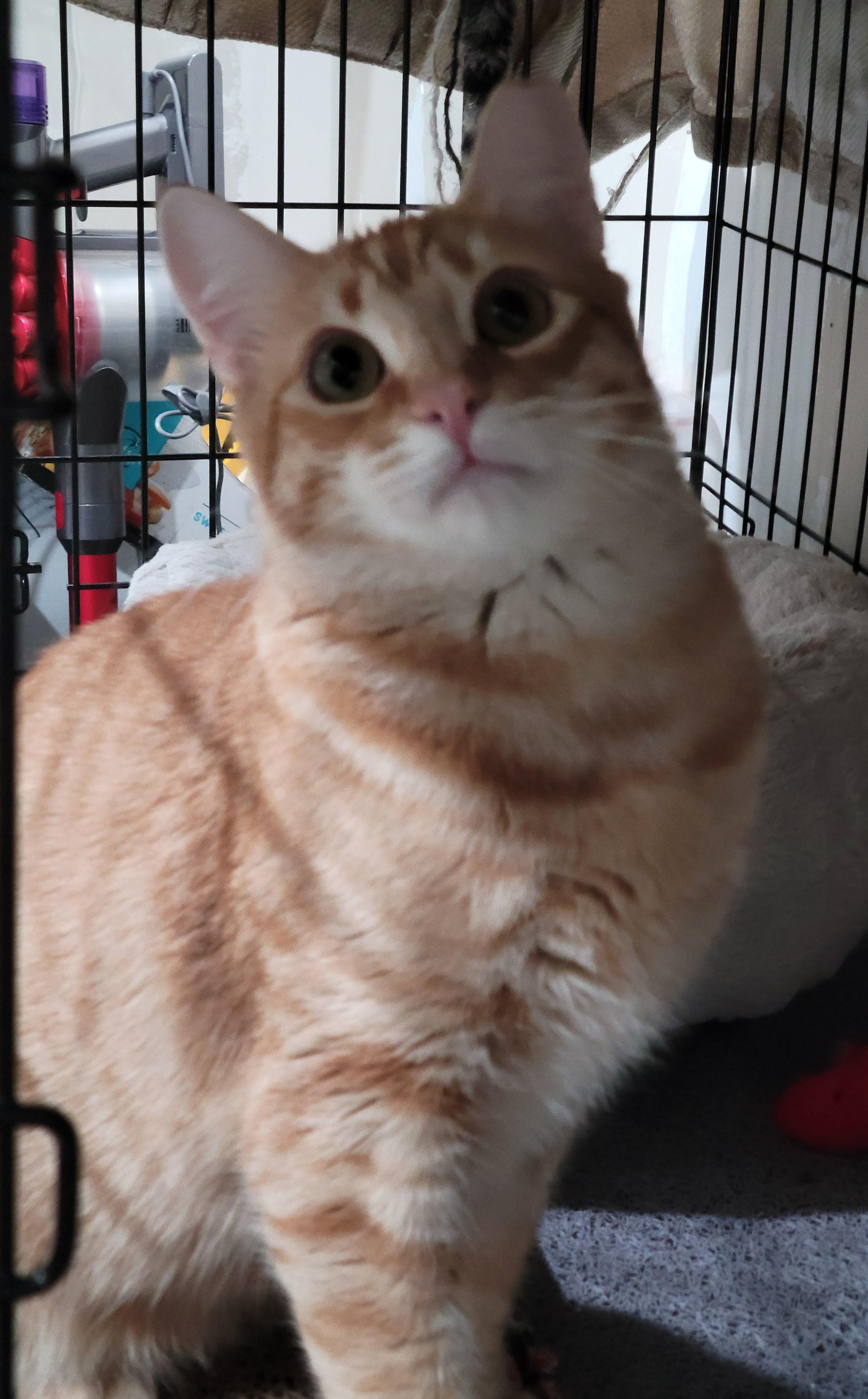 Enlarge Chichi, a ADOPTABLE mixed breed in San Jose, CA image 3/6