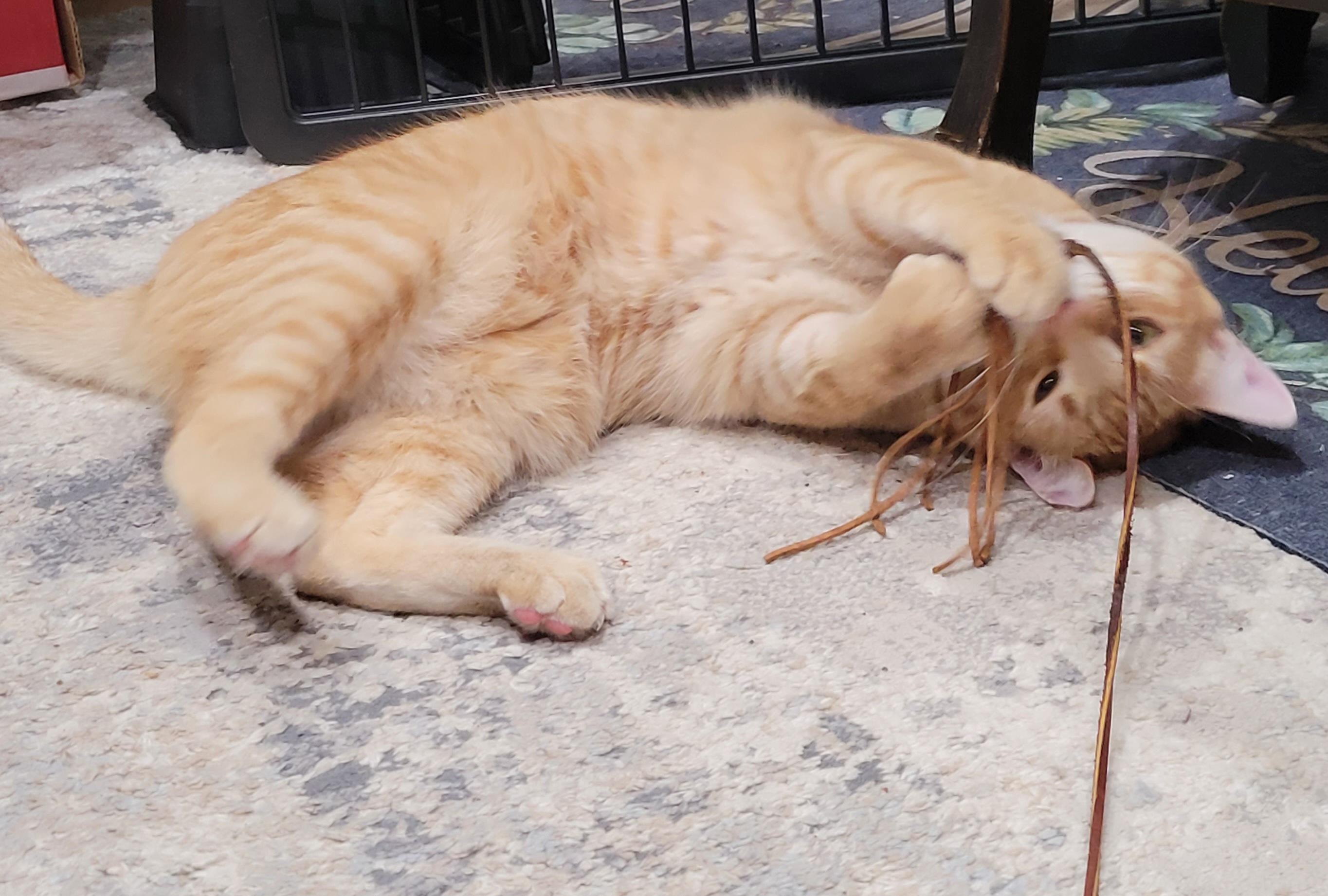 Enlarge Chichi, a ADOPTABLE mixed breed in San Jose, CA image 5/6