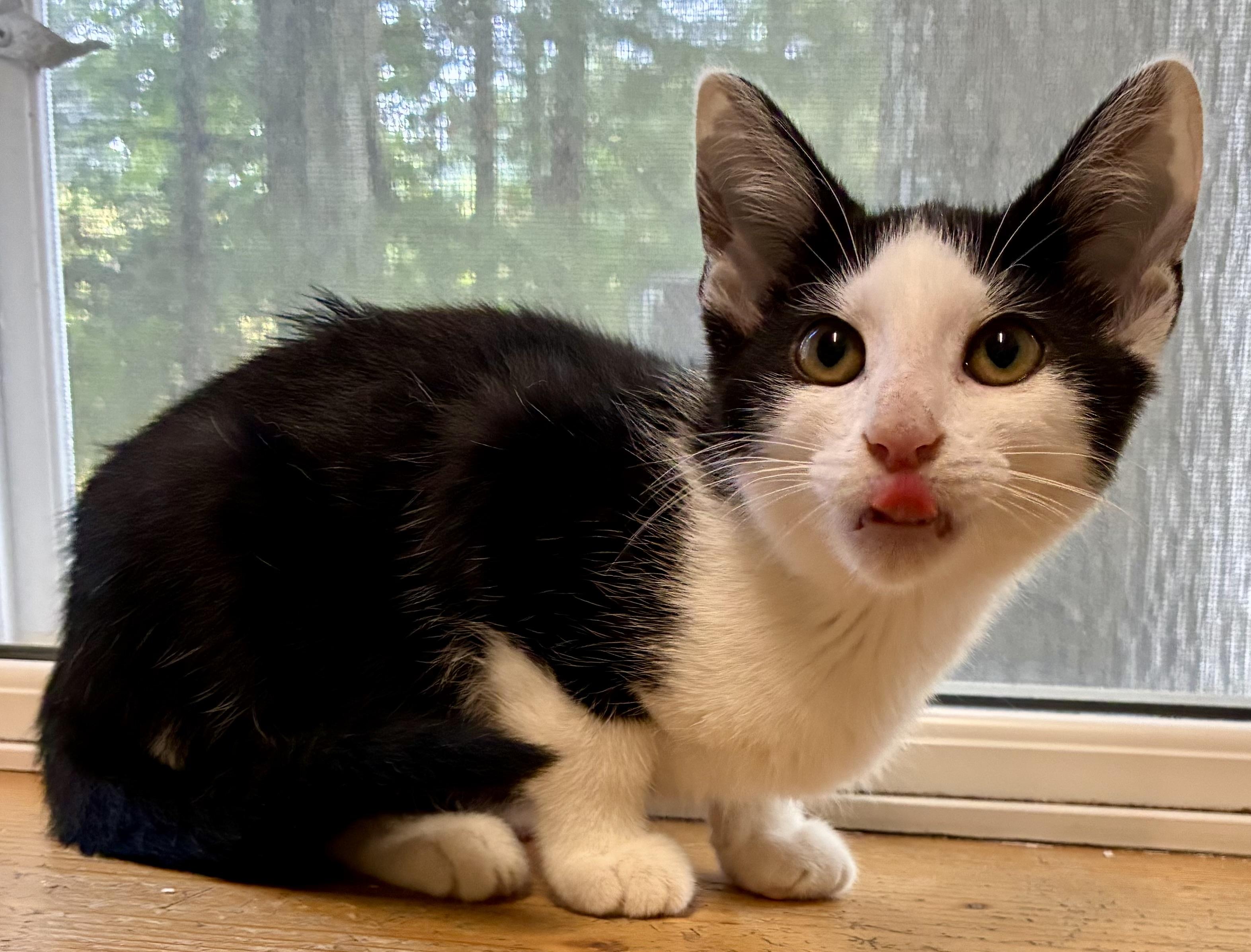 Enlarge POSEY, an adopted Domestic Short Hair in Louisa, KY image 1/1