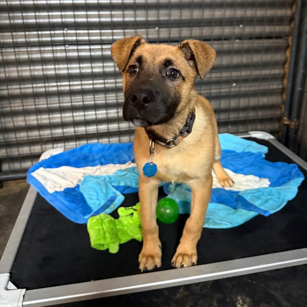 Artie, Adoptable, Puppy Male German Shepherd Dog & Mixed Breed.